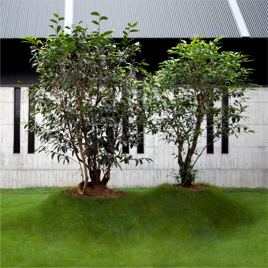 茶葉様オーダー専用ページ 桜皮桜模様 茶筒セット – 漆器 高翆