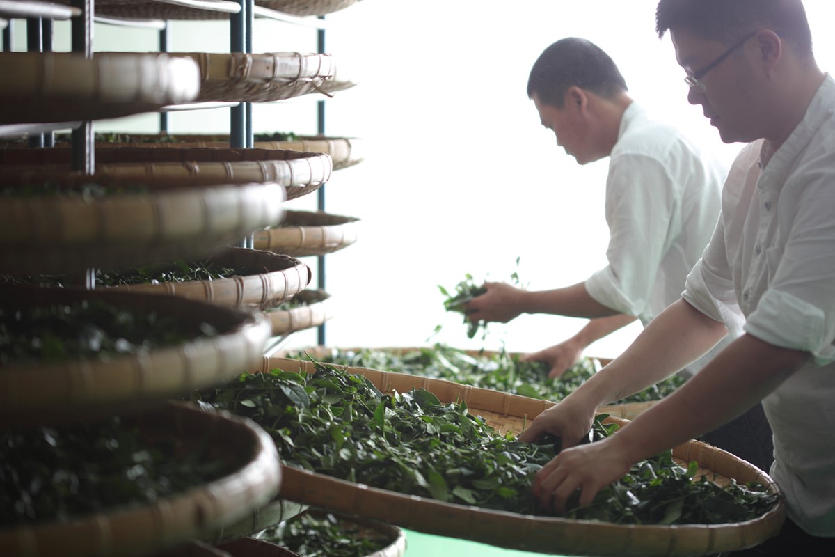 越贵的茶越好喝吗?|茶与价格的关系