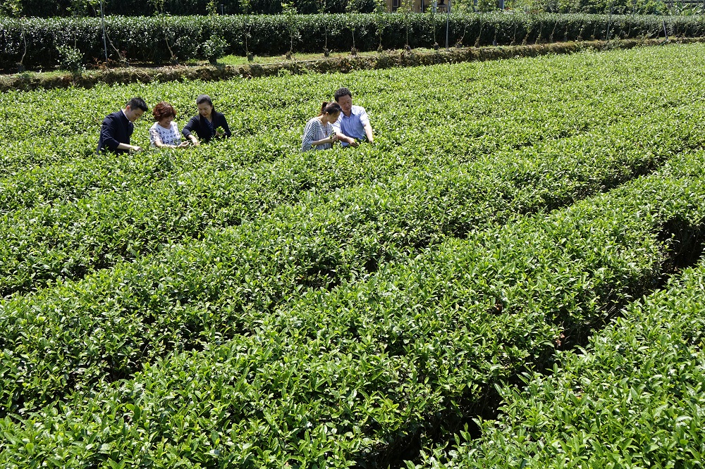 南投遊山茶訪，回甘茶文化