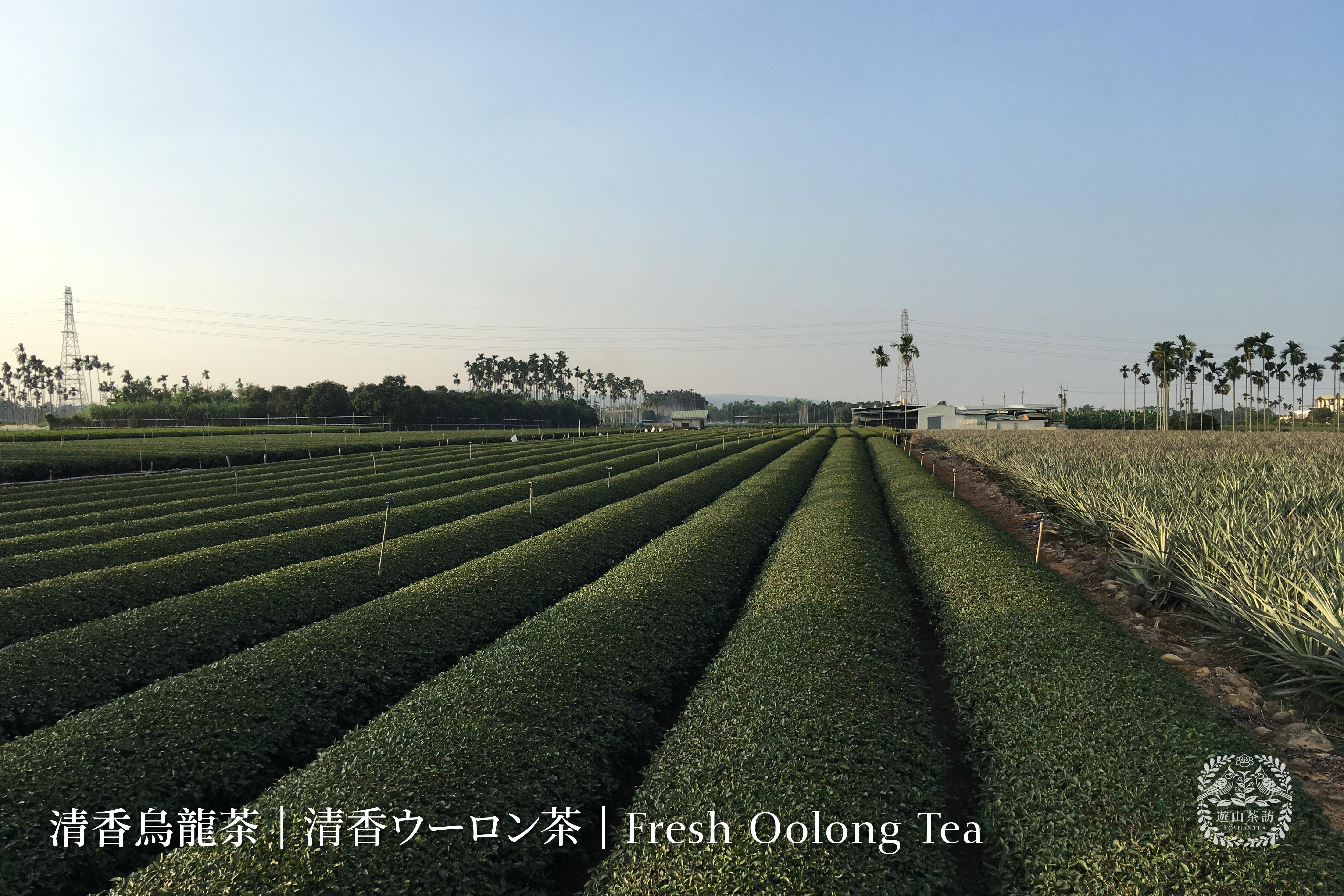 Fresh Oolong Tea