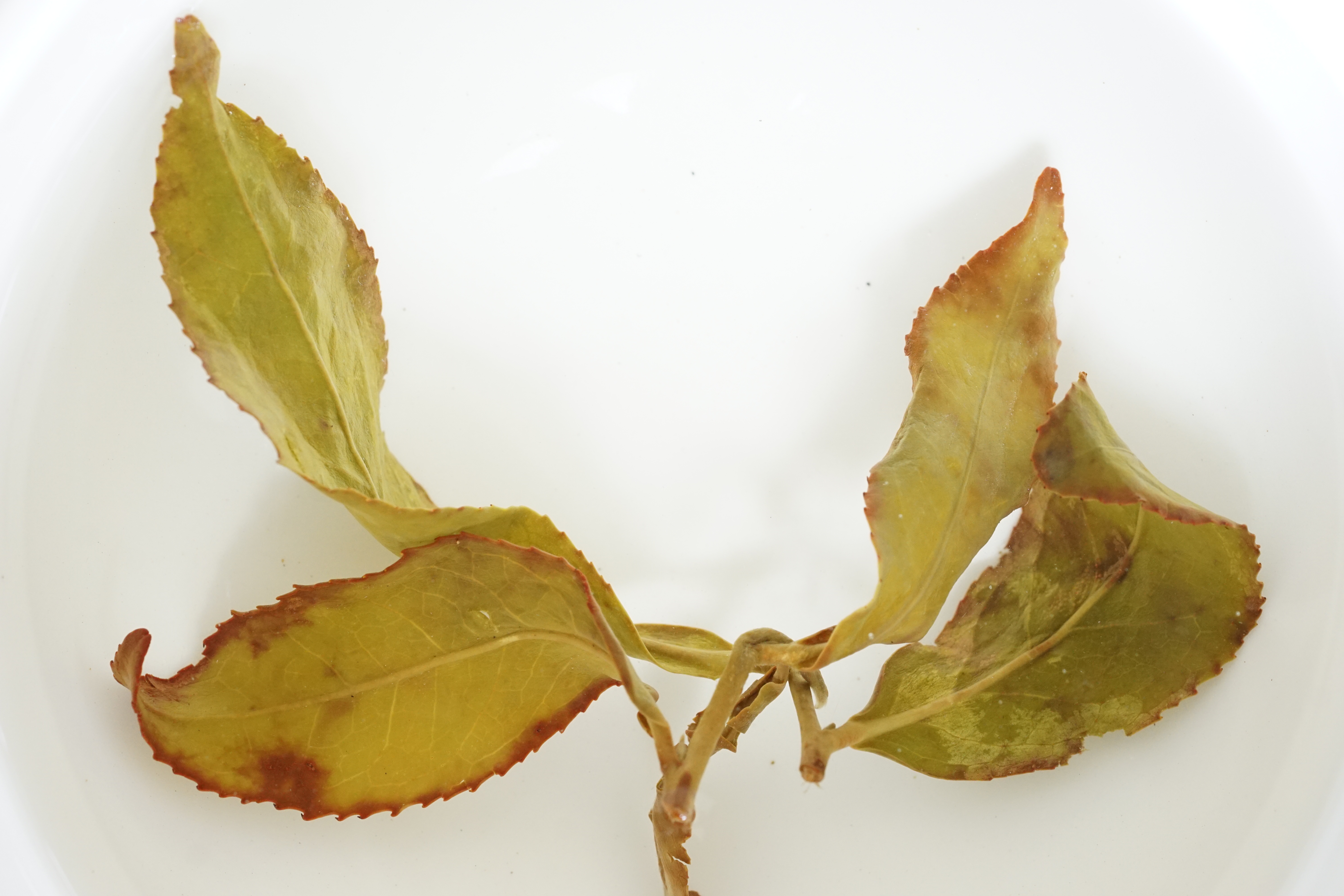 Tea Oxidation