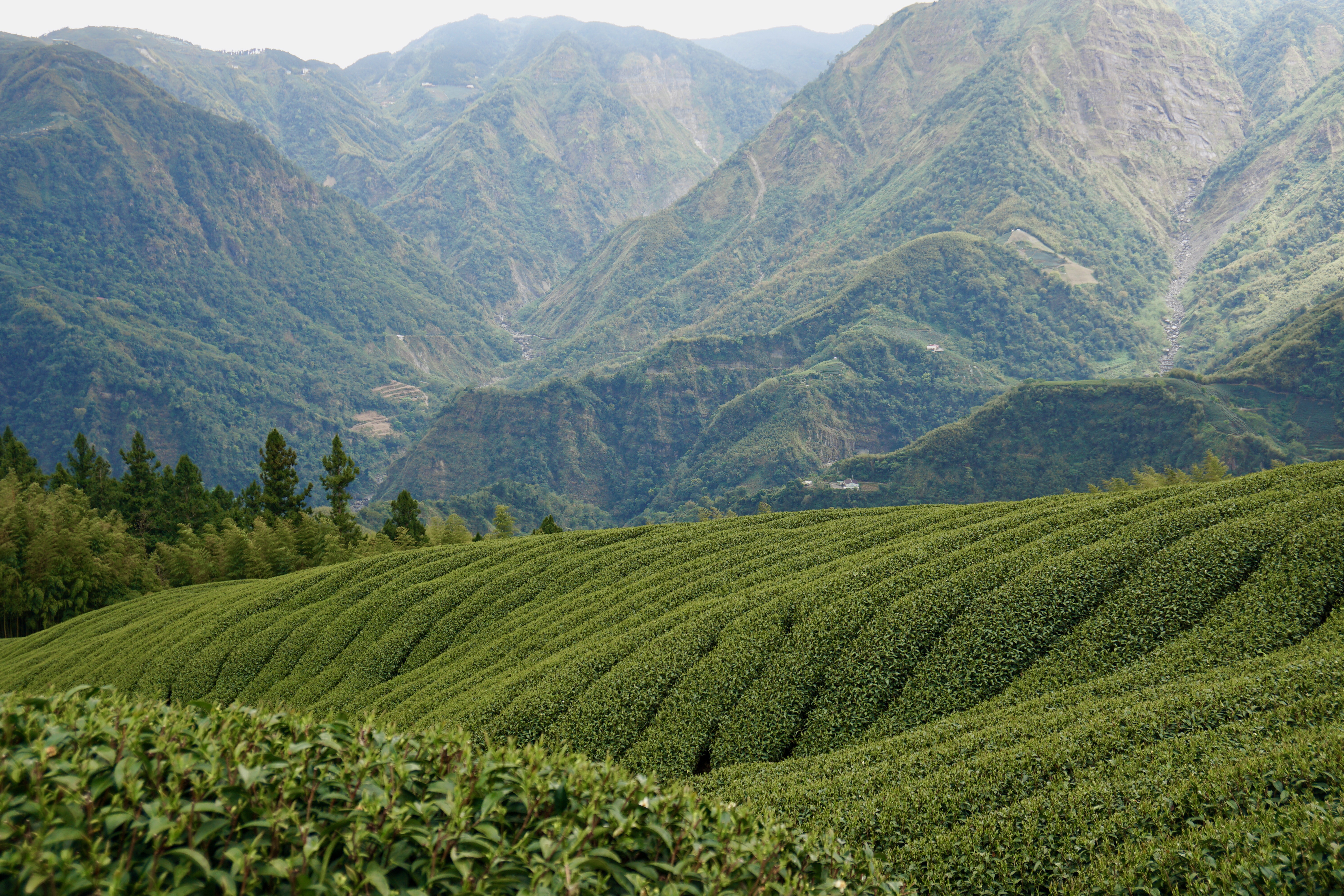 [茶科学] 佳叶龙茶｜歪打正着的顺口茶