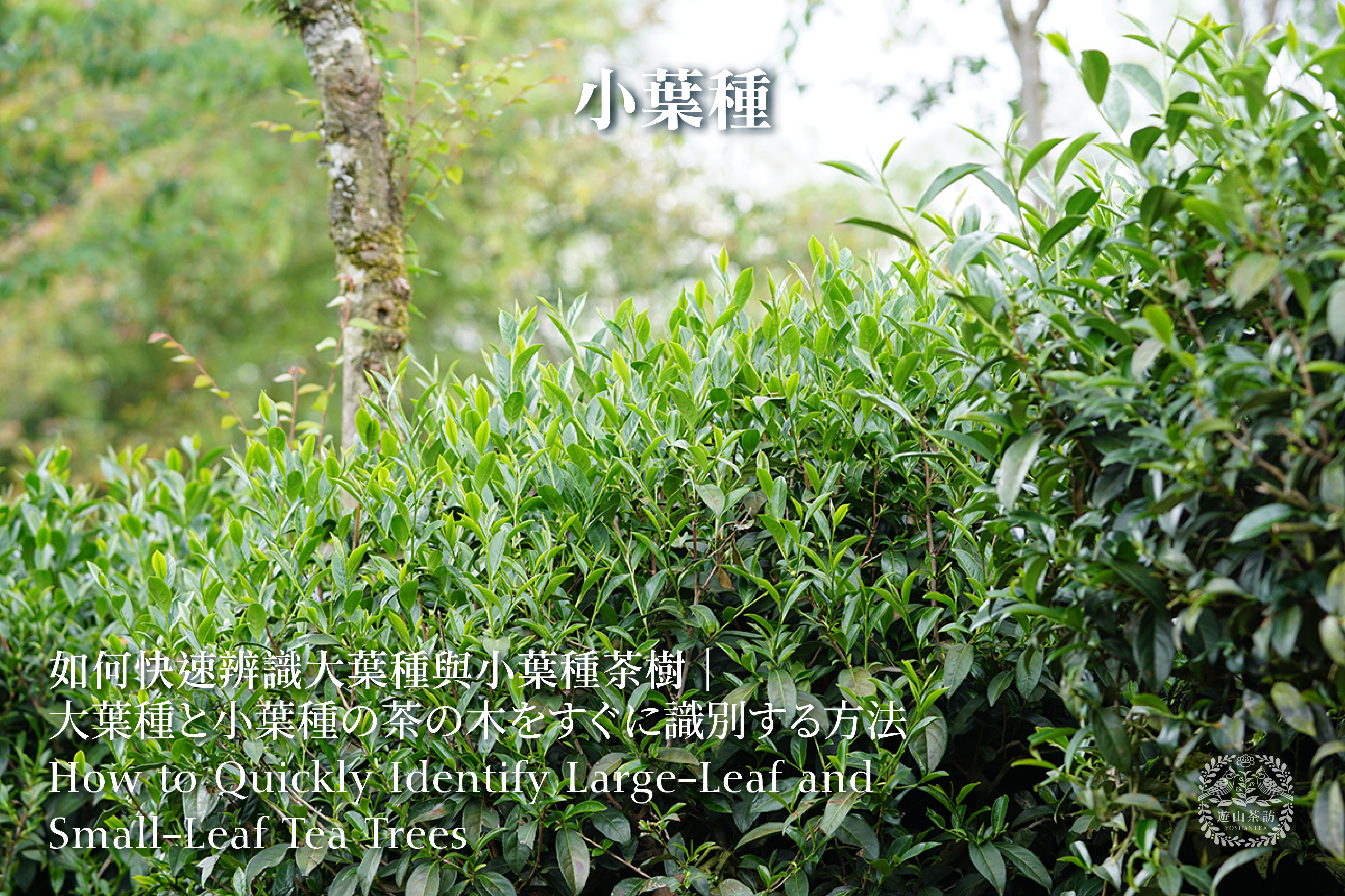 如何快速辨识大叶种与小叶种茶树