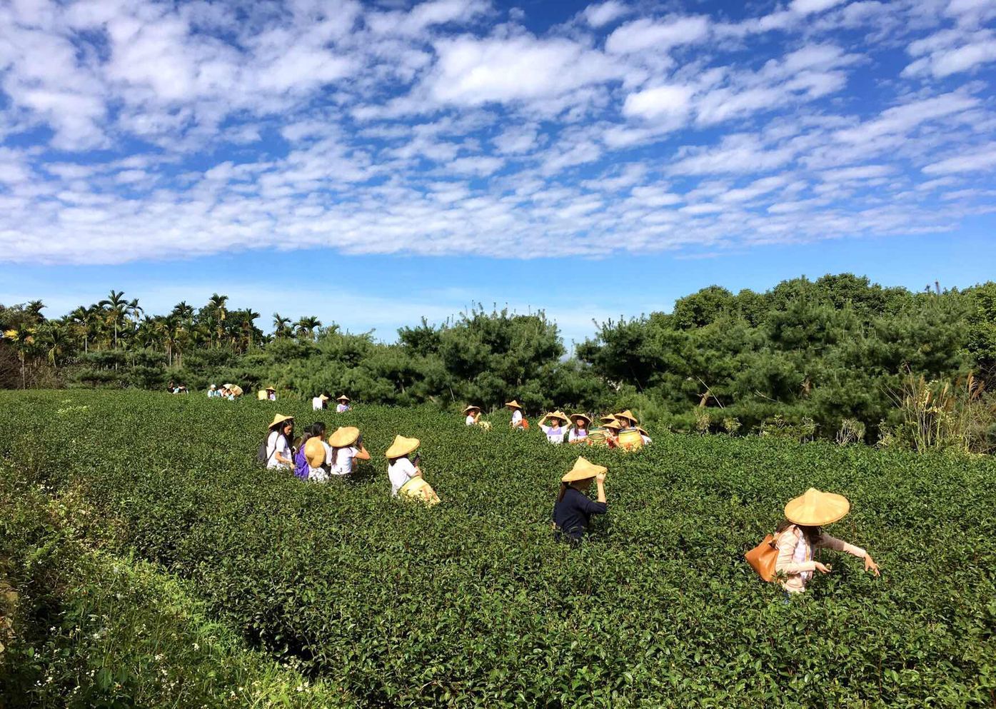 浅谈台湾特有好茶：一篇了解冻顶乌龙茶之由来、特色、泡法及价格