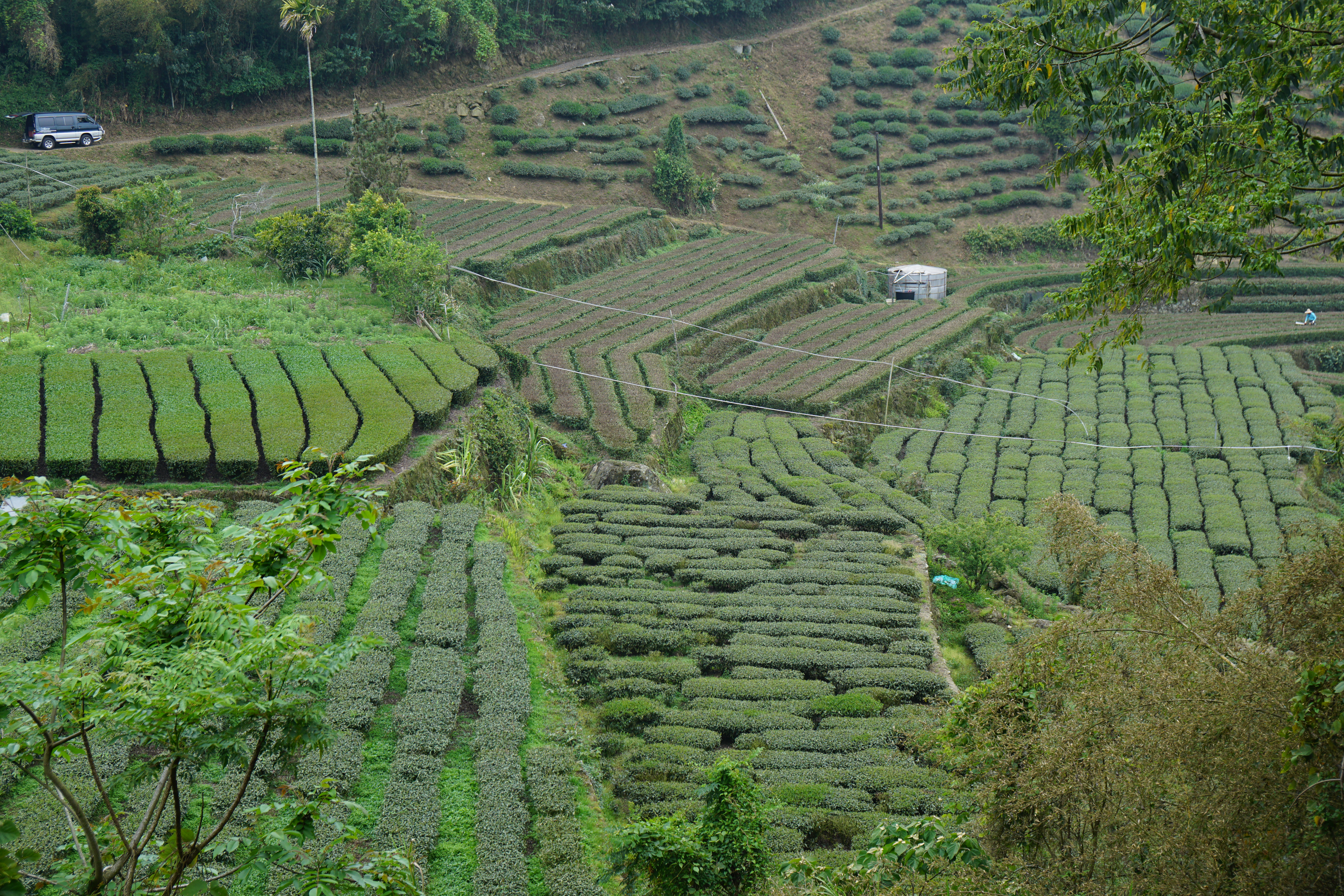 茶葉生長延緩，產量銳減