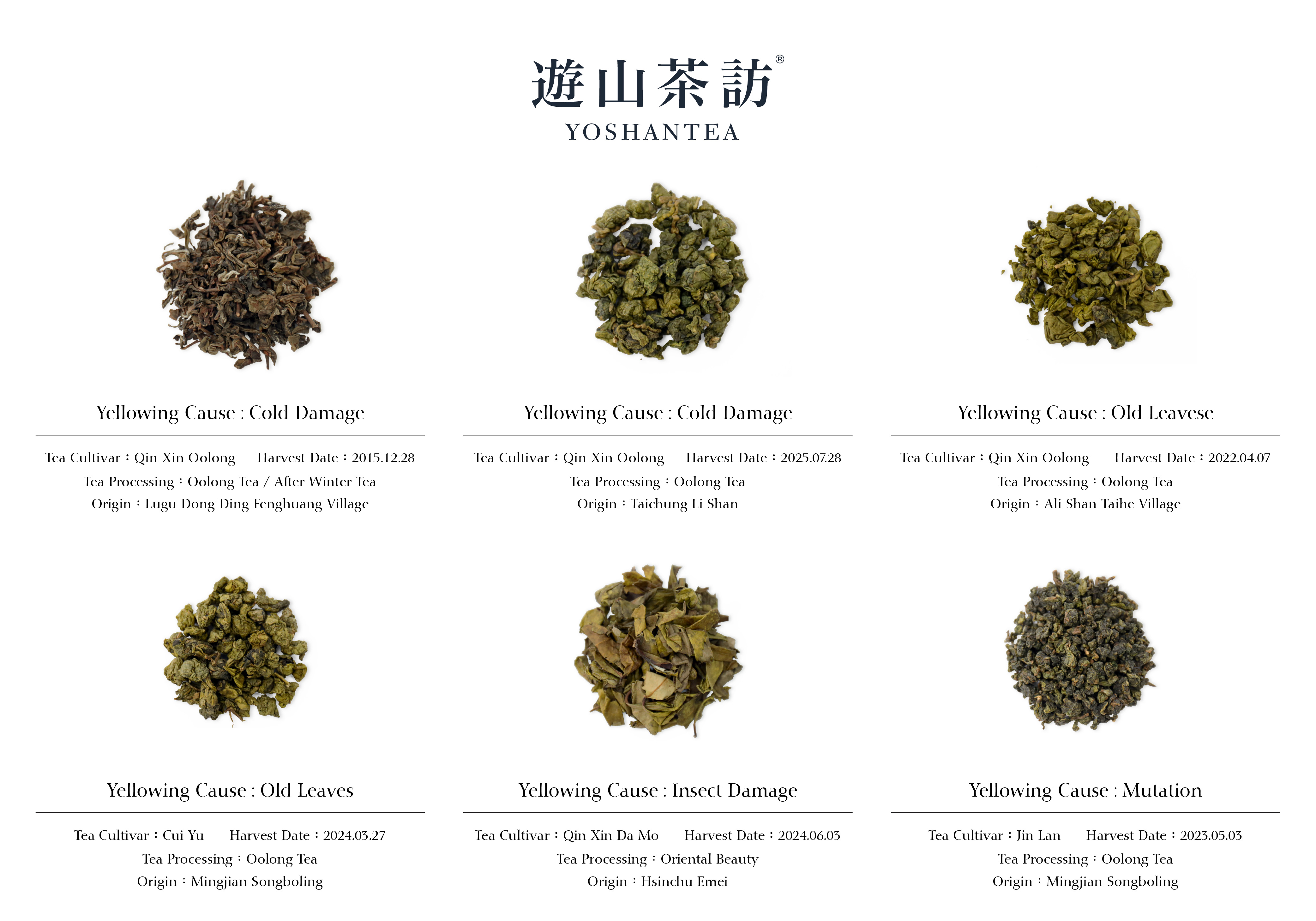 Why Do Some Tea Leaves Look Yellow?
