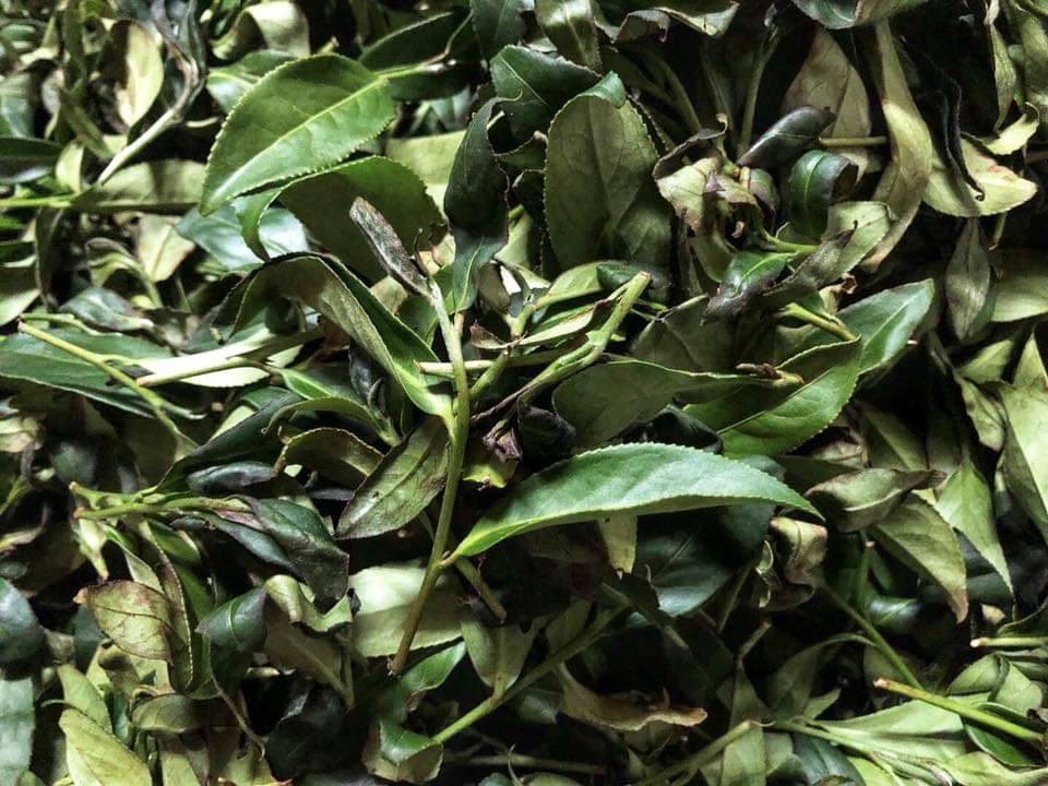 清香乌龙茶是否可以存放成为老茶