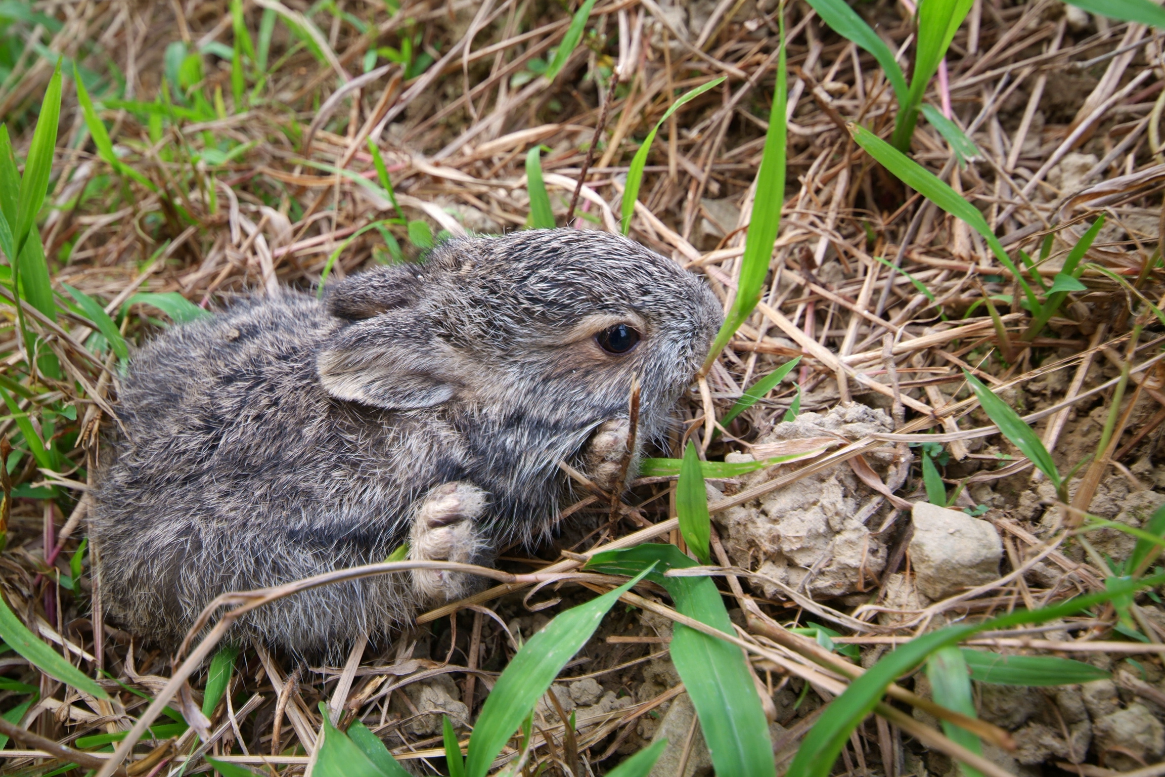 茶園裡的小驚喜