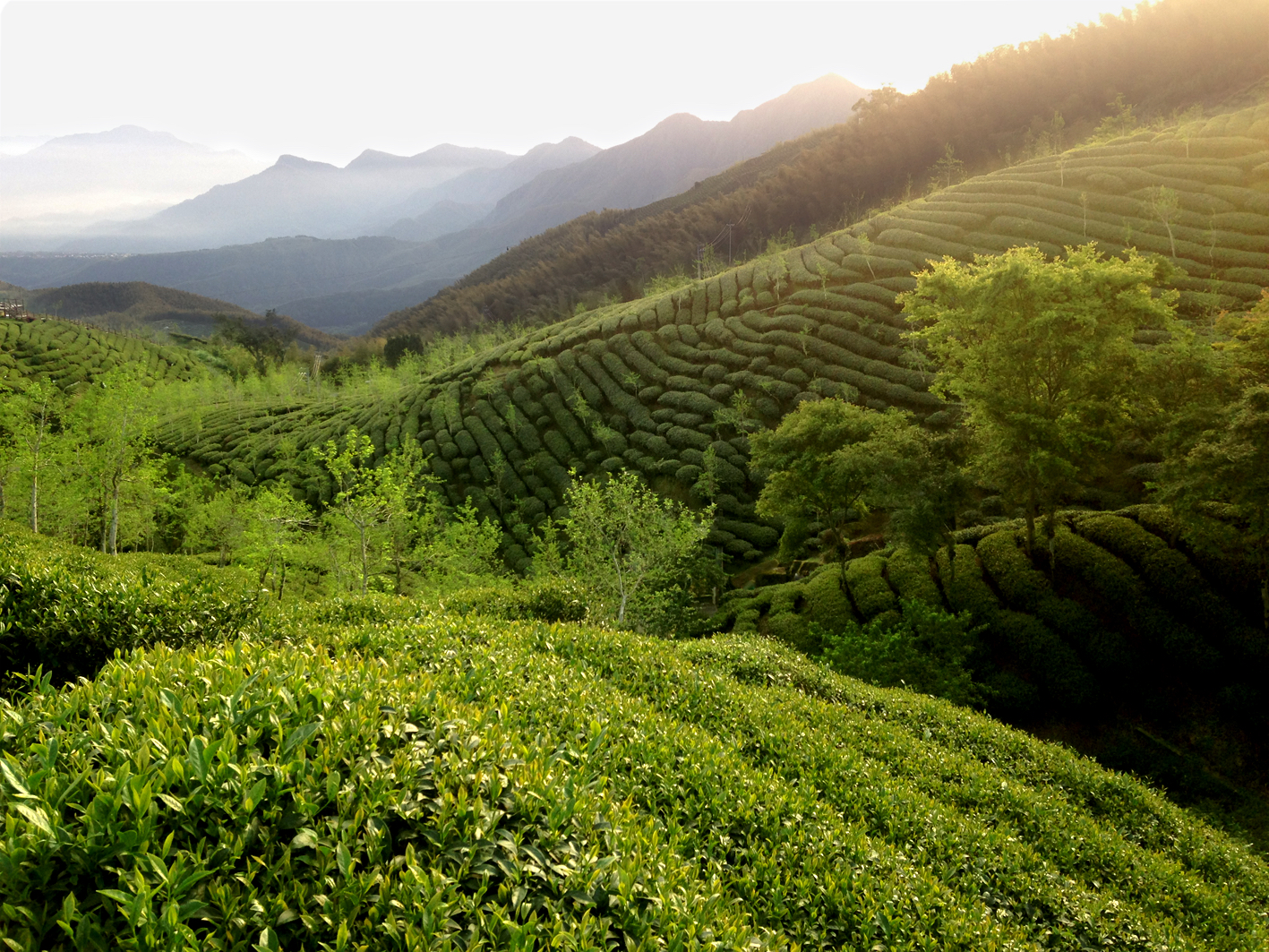 从茶叶生产到饮茶的科学