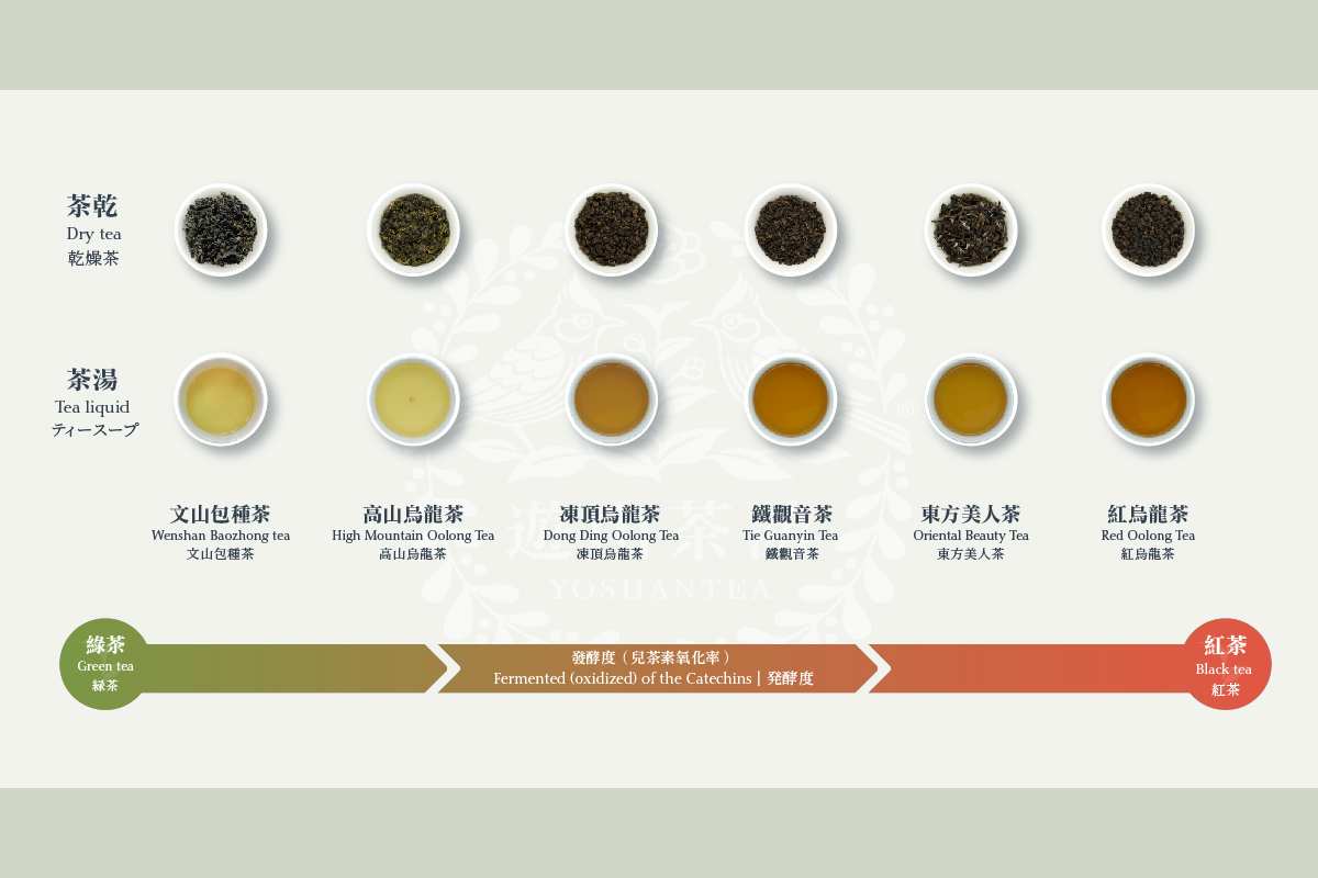 高山茶是烏龍茶嗎？｜一張圖了解臺灣烏龍茶種類