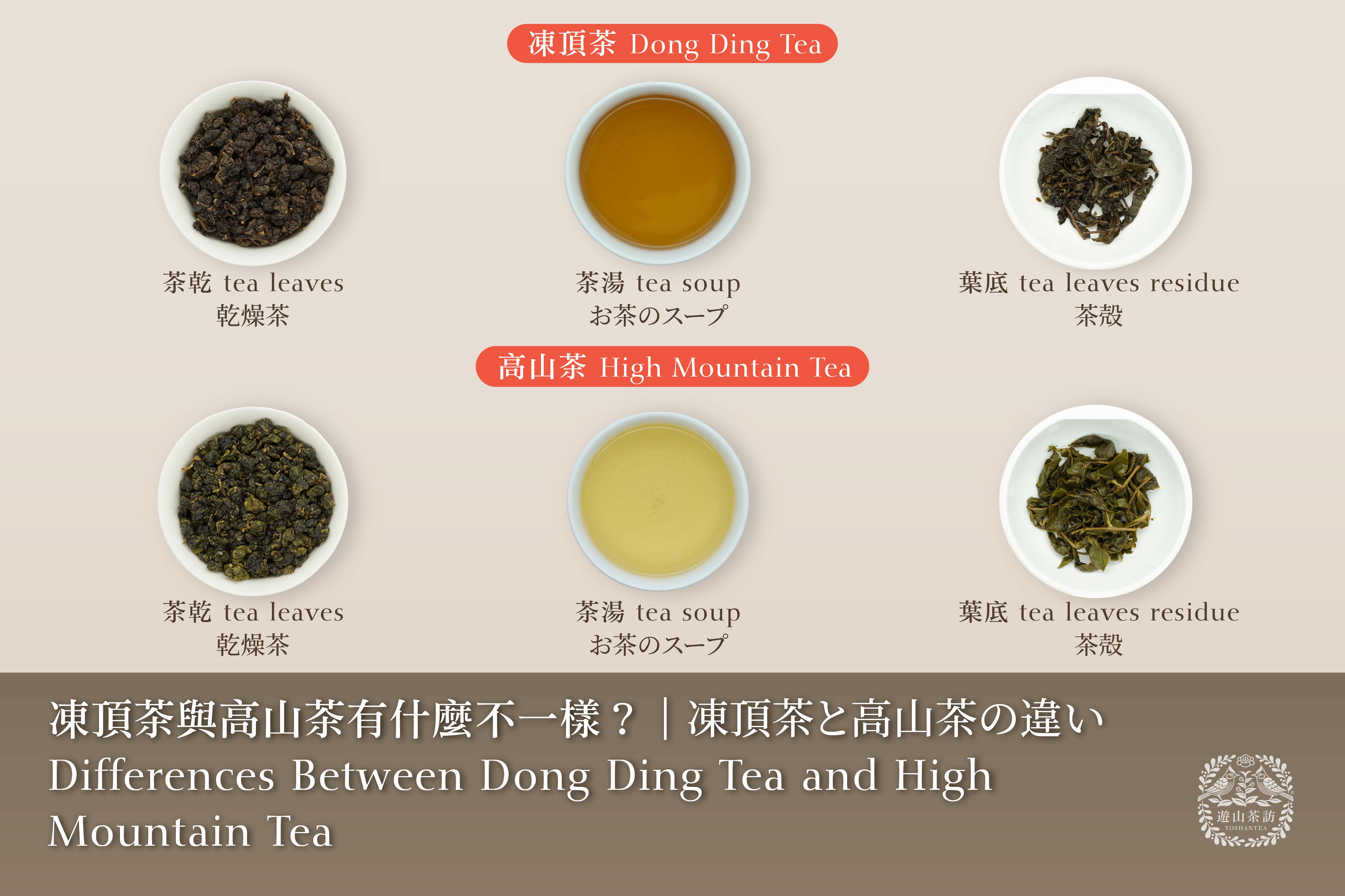 凍頂茶と高山茶の違い