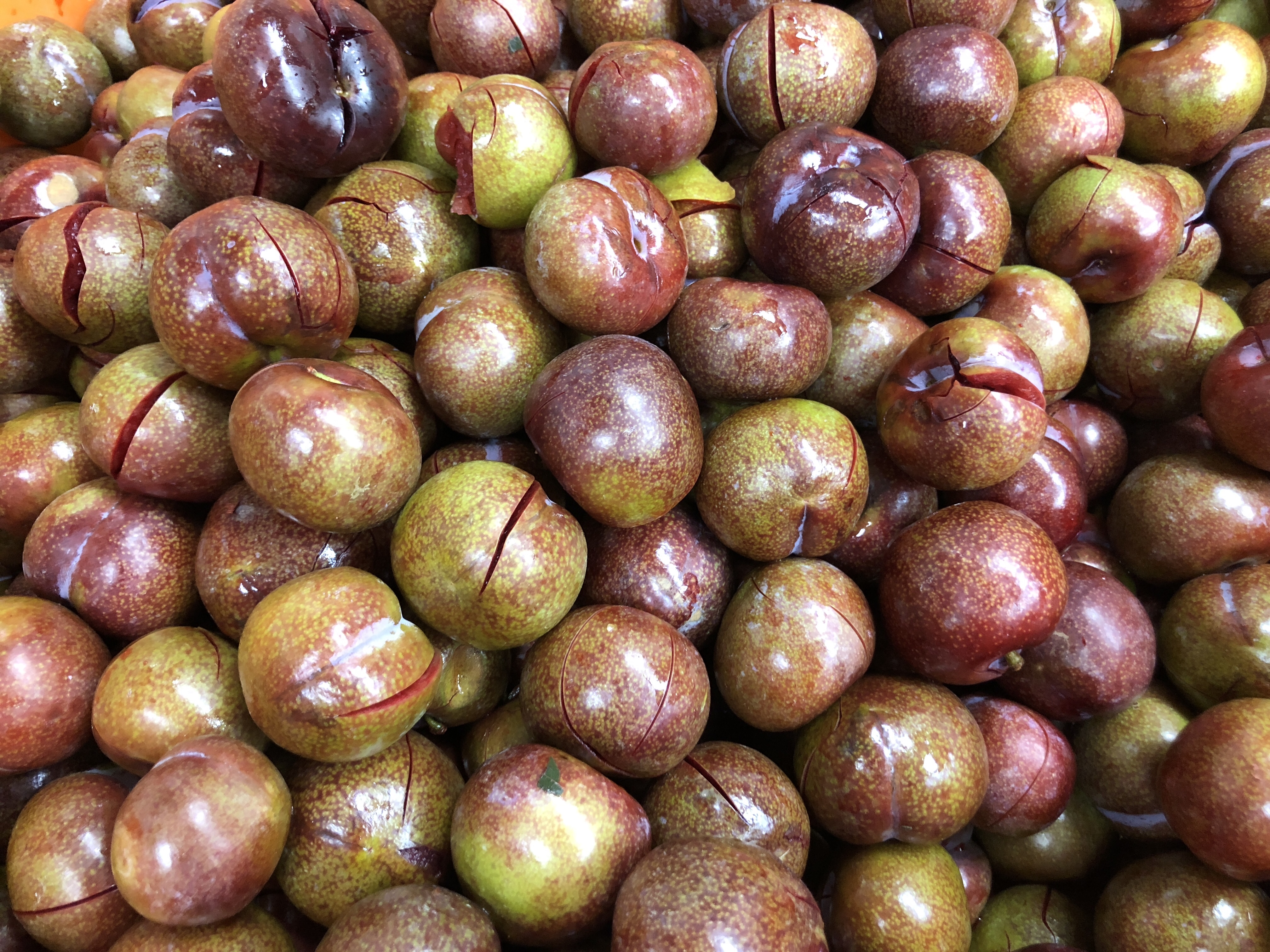 制茶时候的美味-红肉李