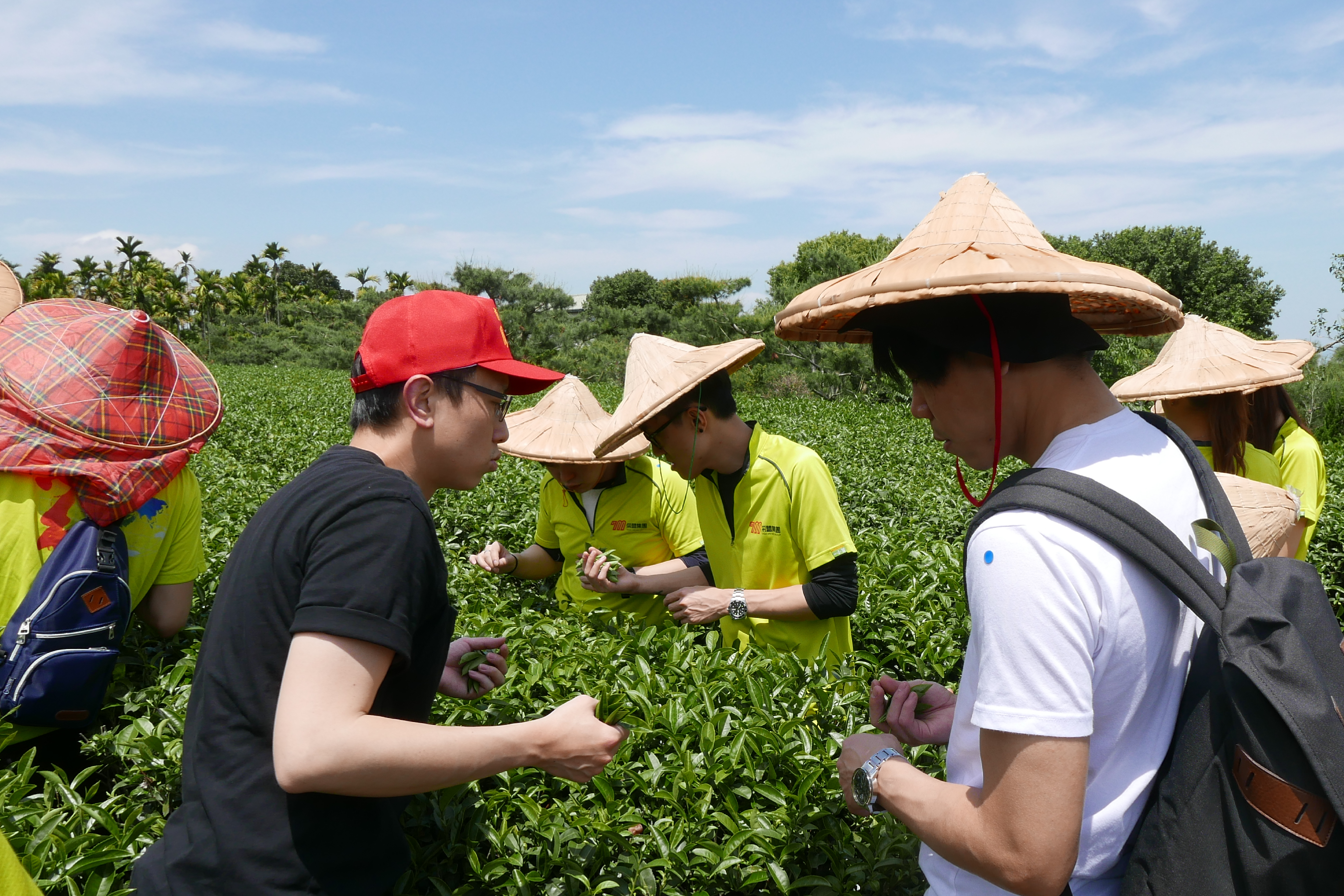 製茶體驗-鳳凰老家