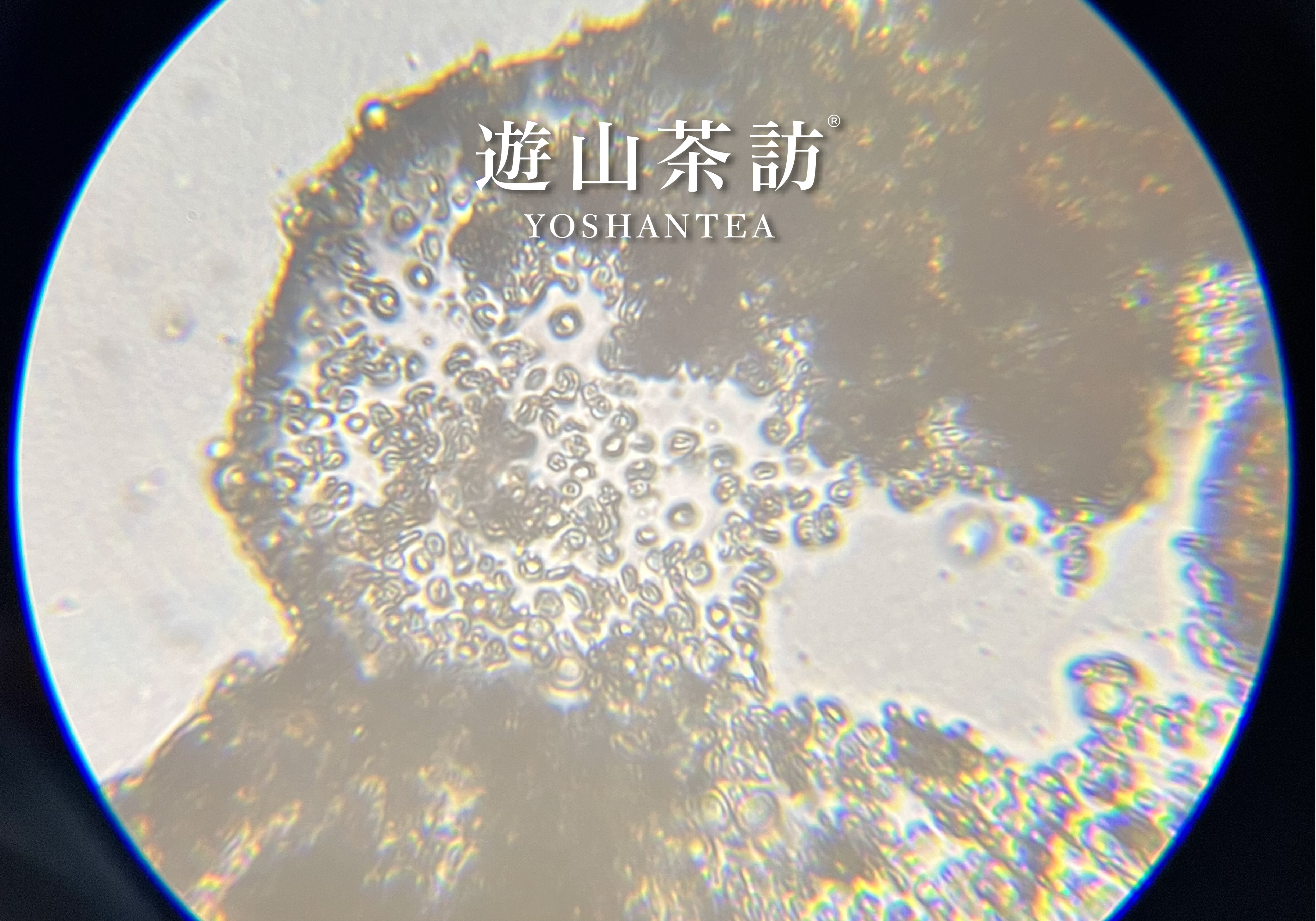 茶叶表面有白毛，这还可以喝吗？ ｜茶叶发霉