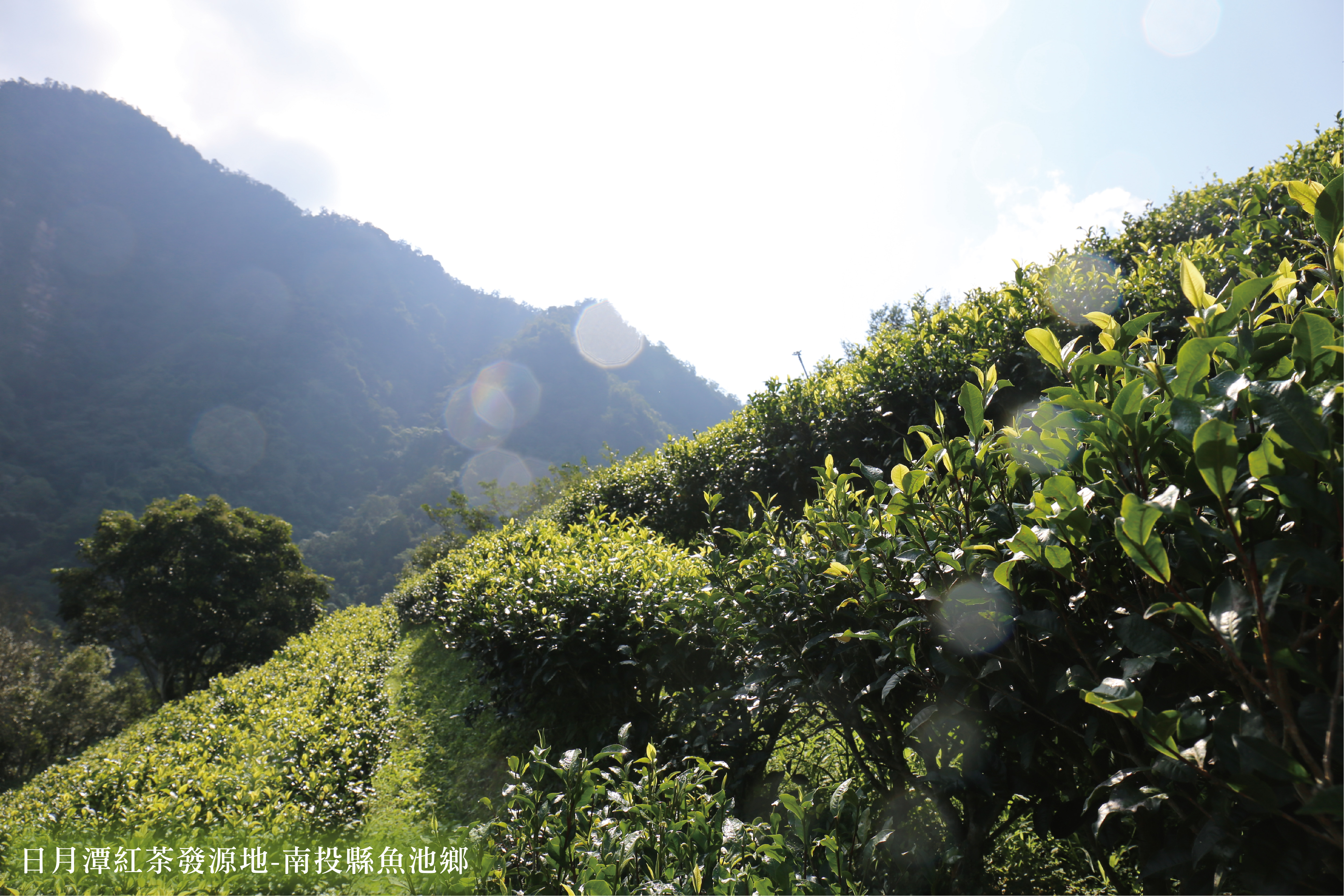 來自日月潭的紮實茶韻味 | 台茶8號阿薩姆紅茶與台茶18號紅玉紅茶