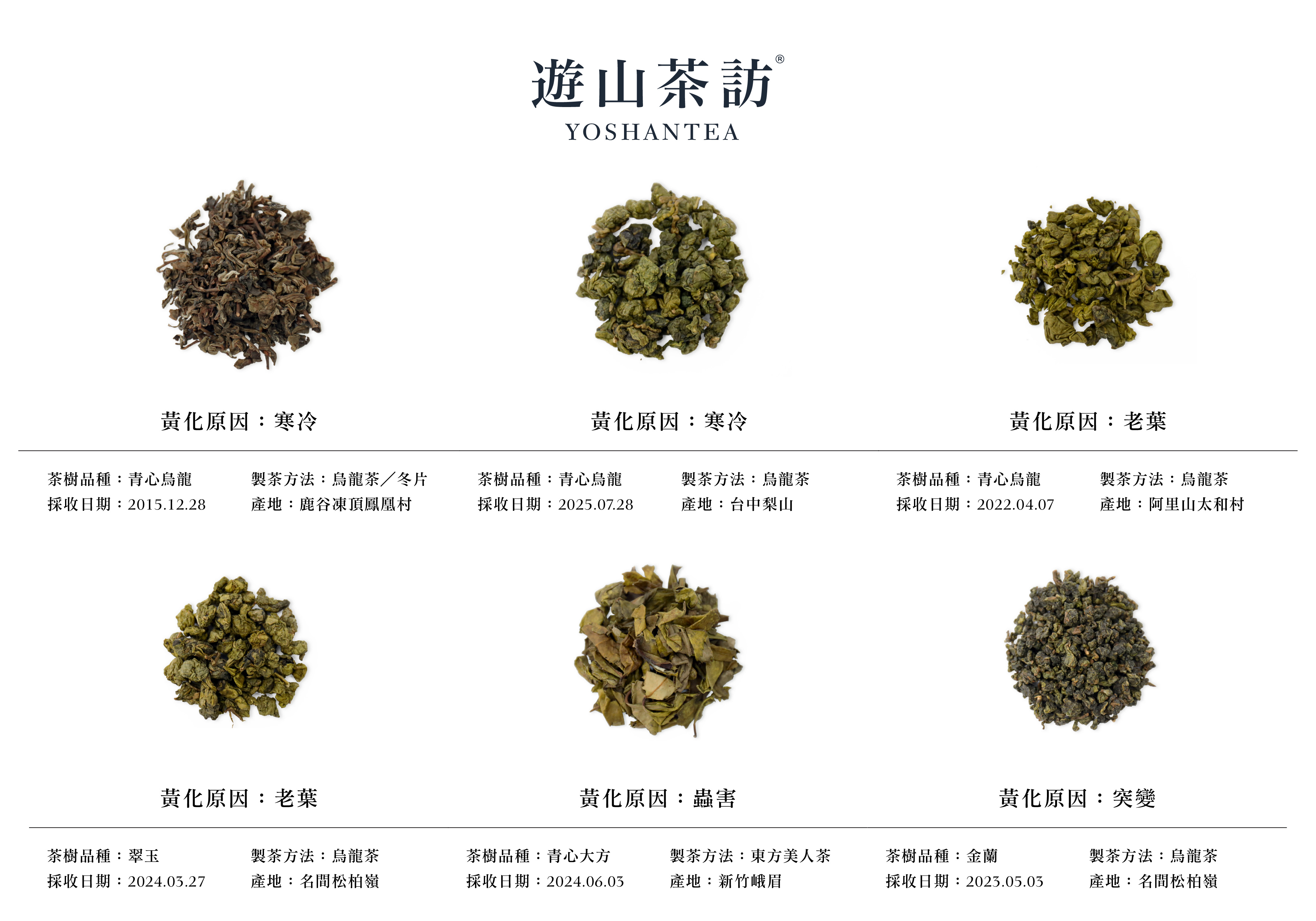 为什么有些茶叶看起来很黄？