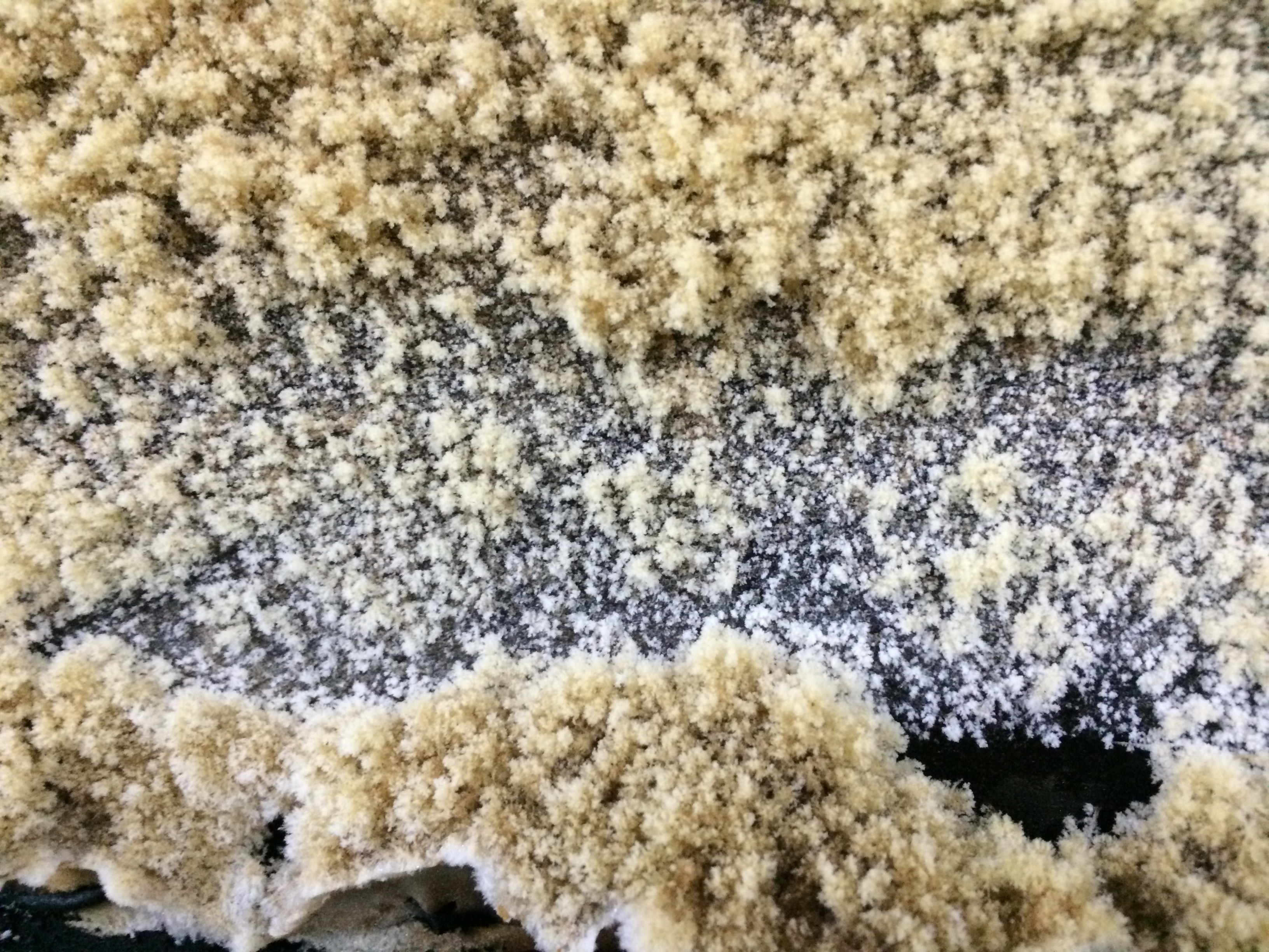 [茶科學]｜咖啡因｜什麼茶的咖啡因比較低？｜茶讓人睡不著？