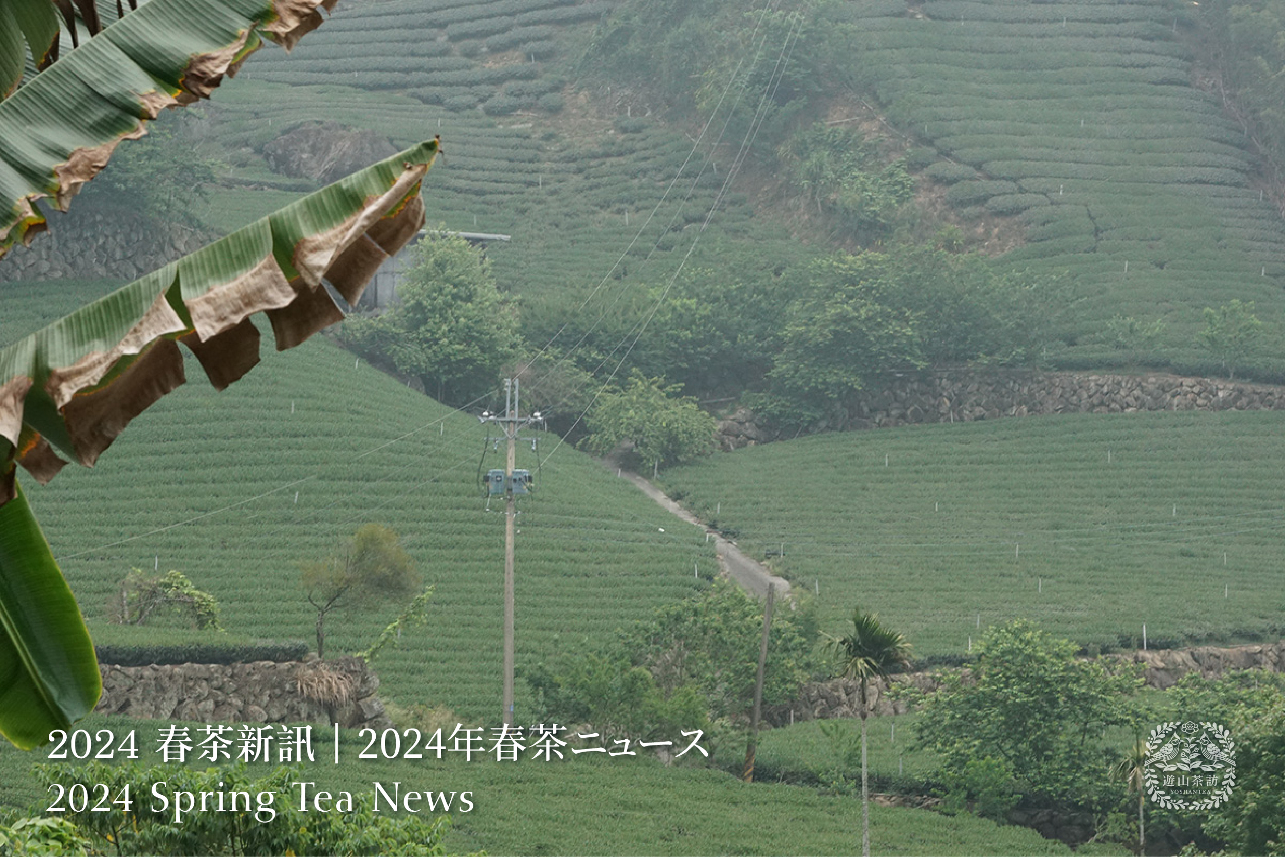 2024 Spring Tea News