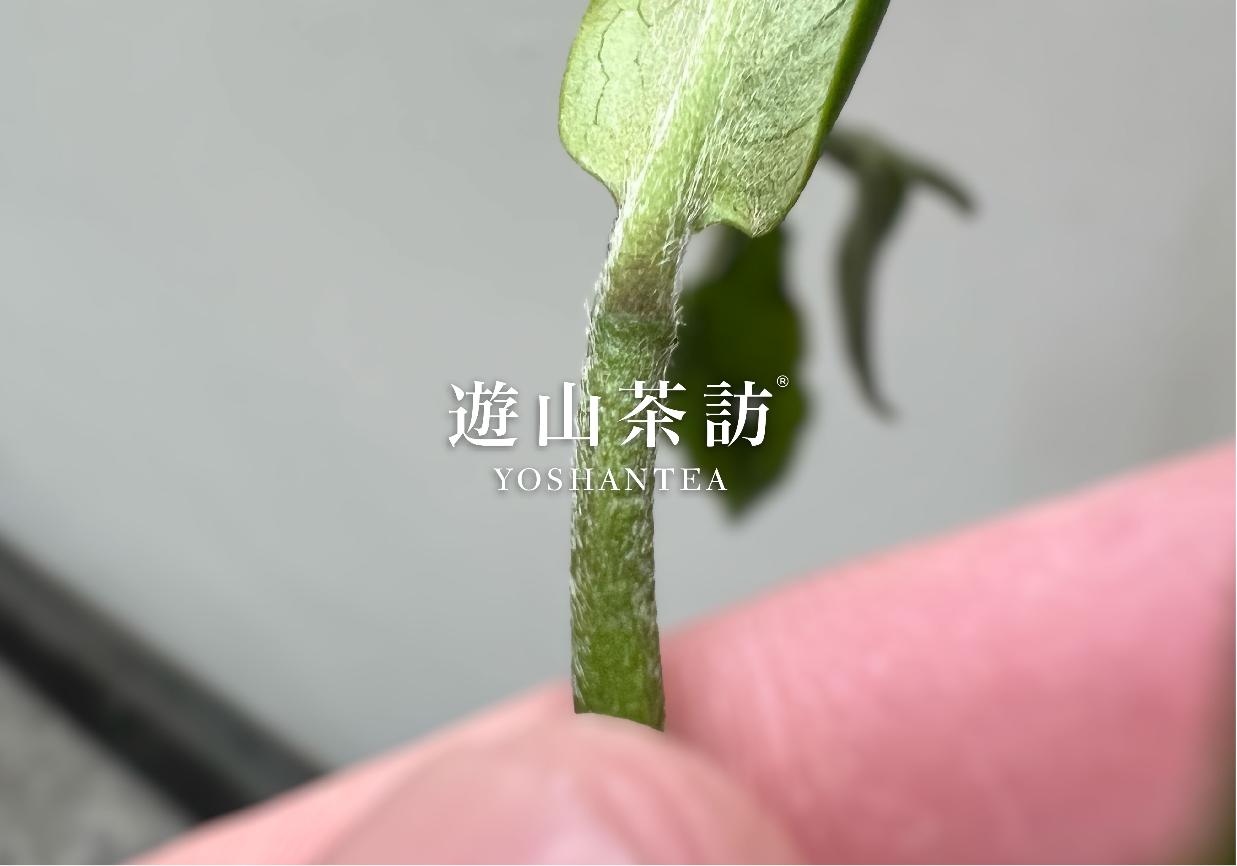 How to Judge Tea Oxidation Level with the Naked Eye