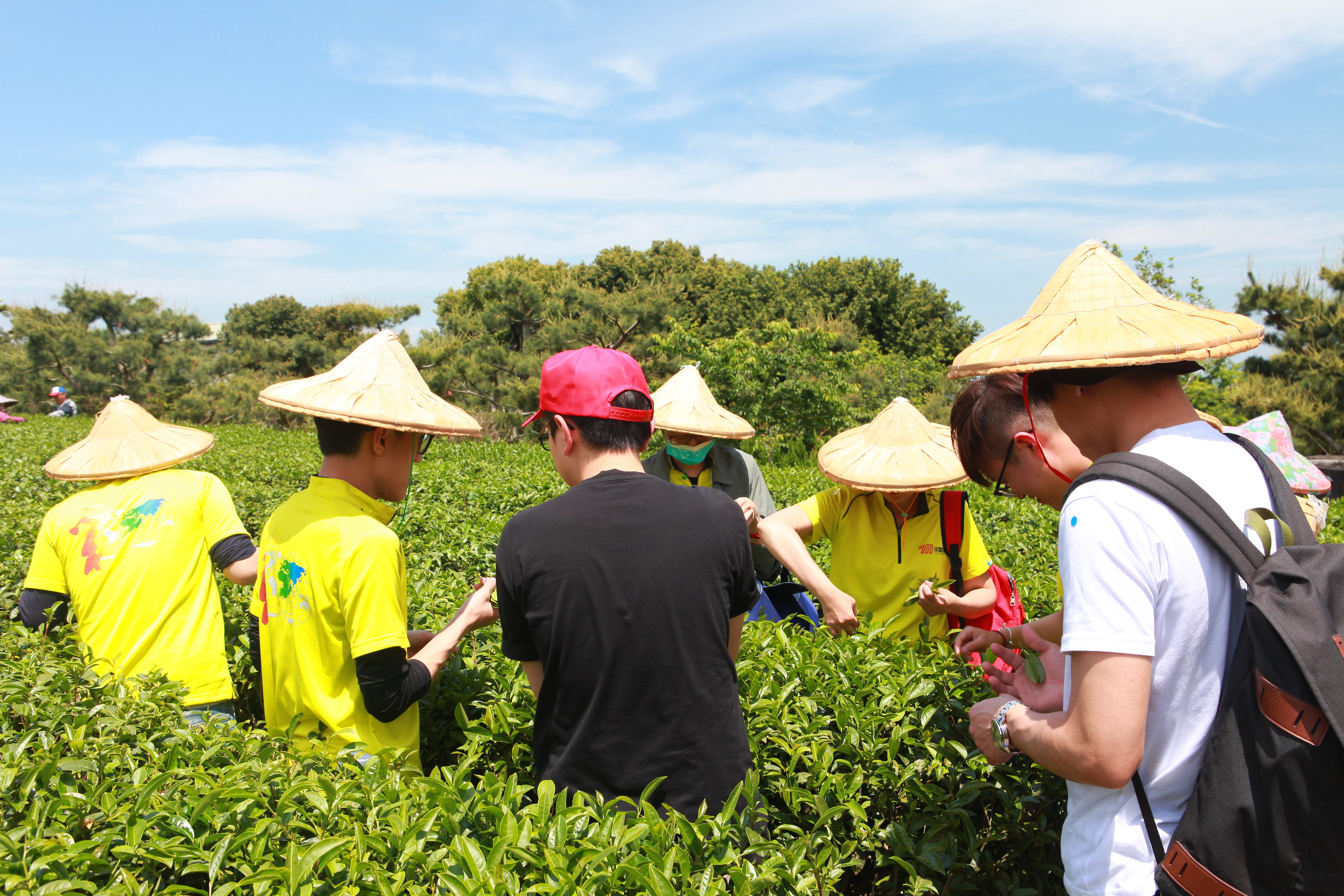 制茶体验-凤凰老家