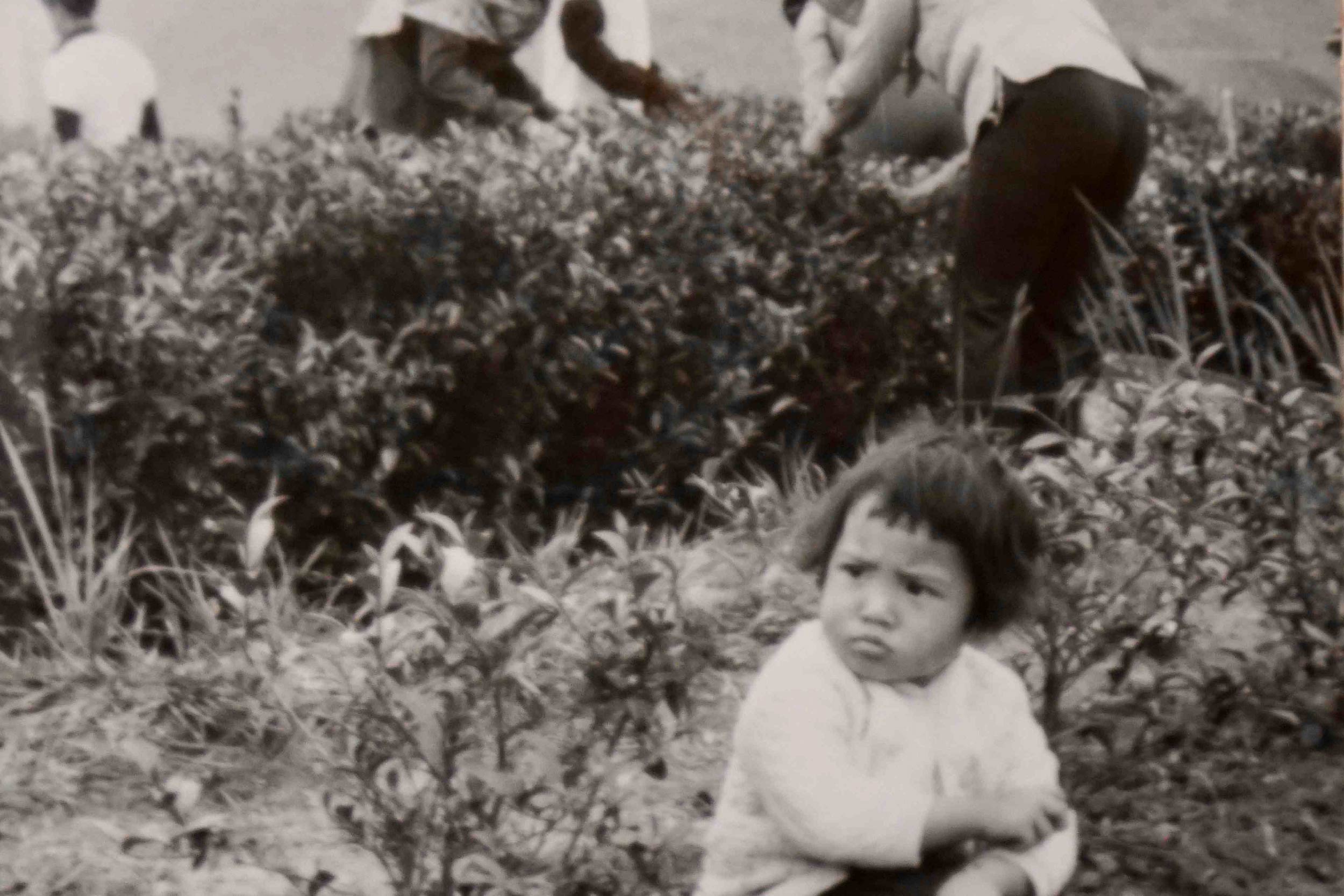 [茶書分享] 有來處，知所往：凍頂烏龍茶製作歷史探索