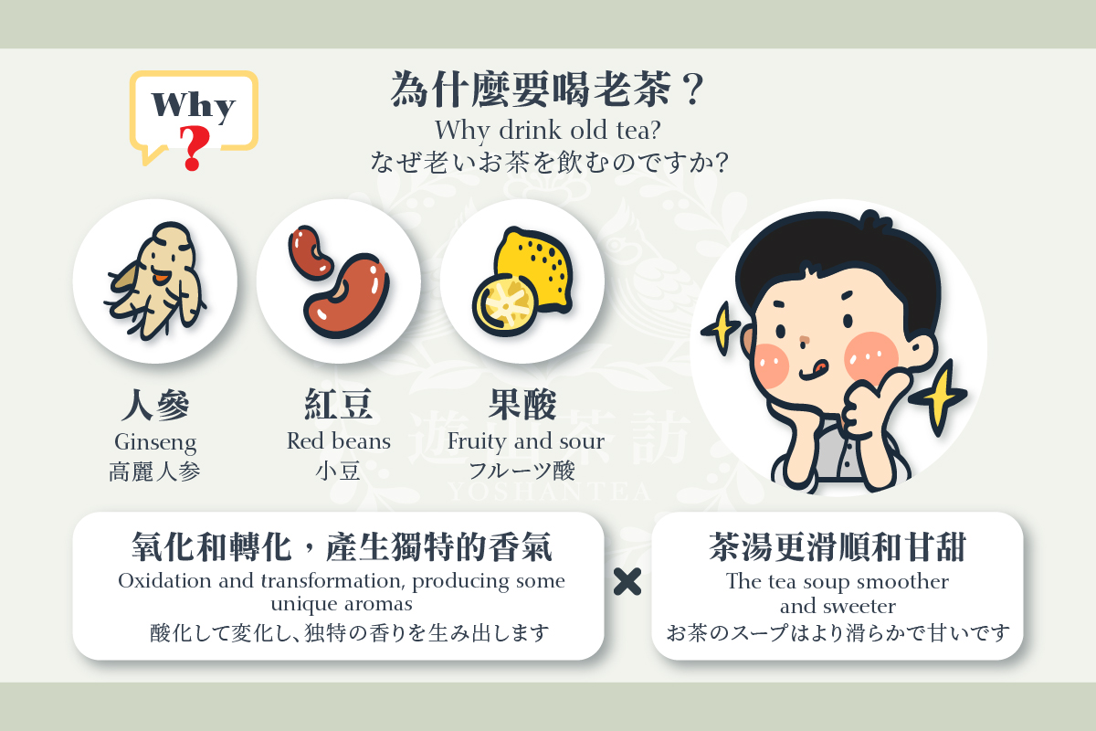老茶的魅力｜一次让您了解老茶的价值和辨识方法