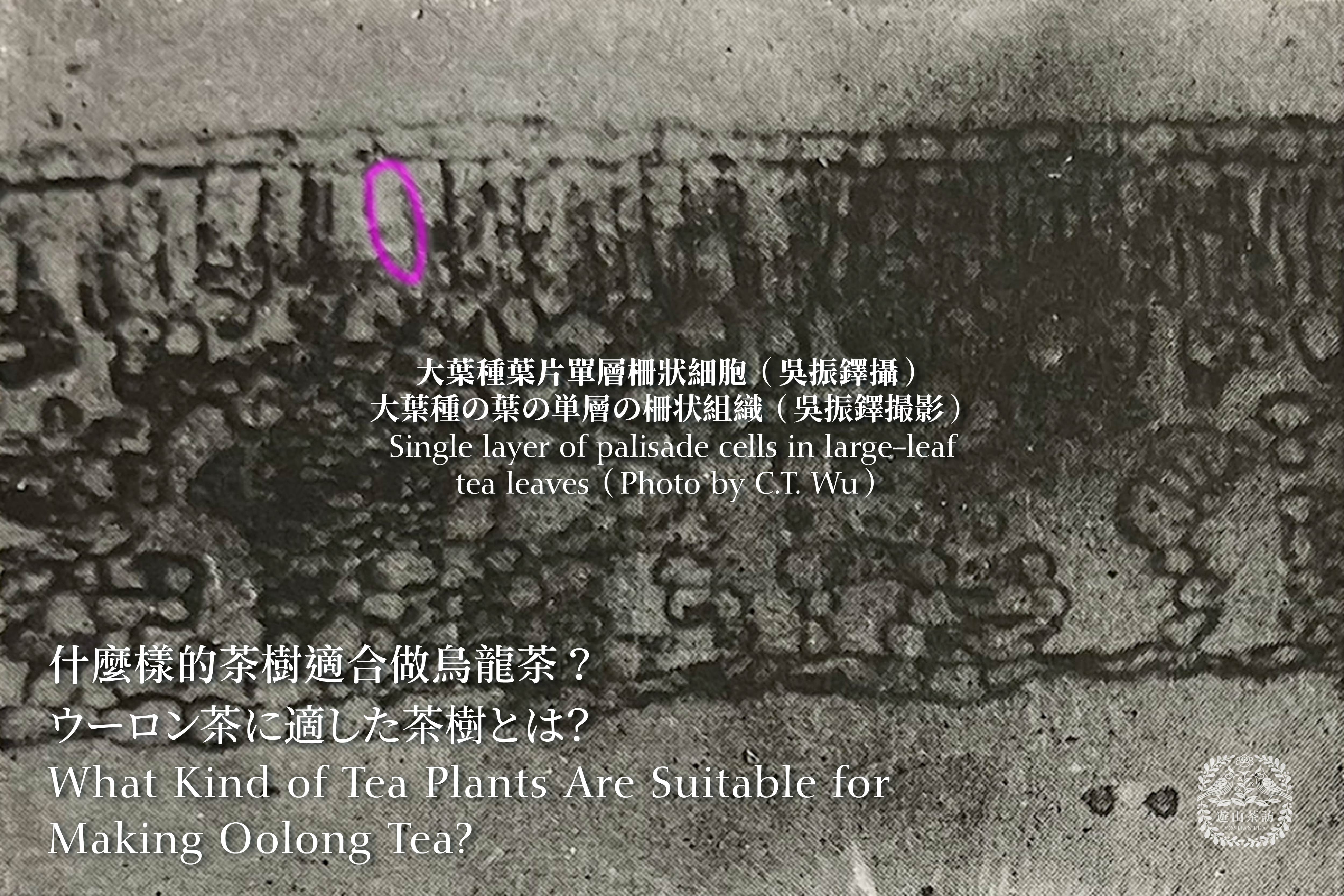 什麼樣的茶樹適合做烏龍茶?