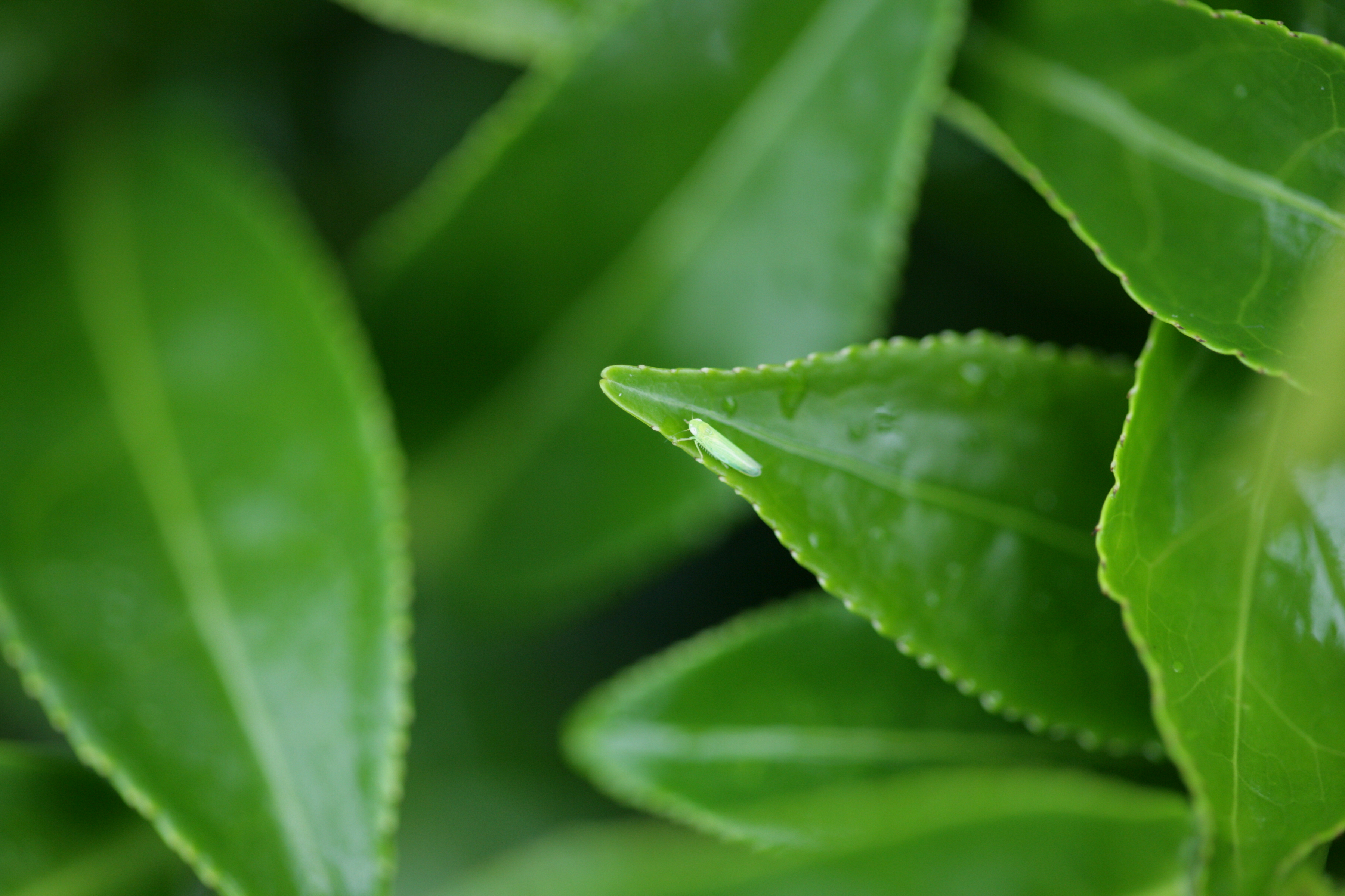 東方美人-小綠葉蟬