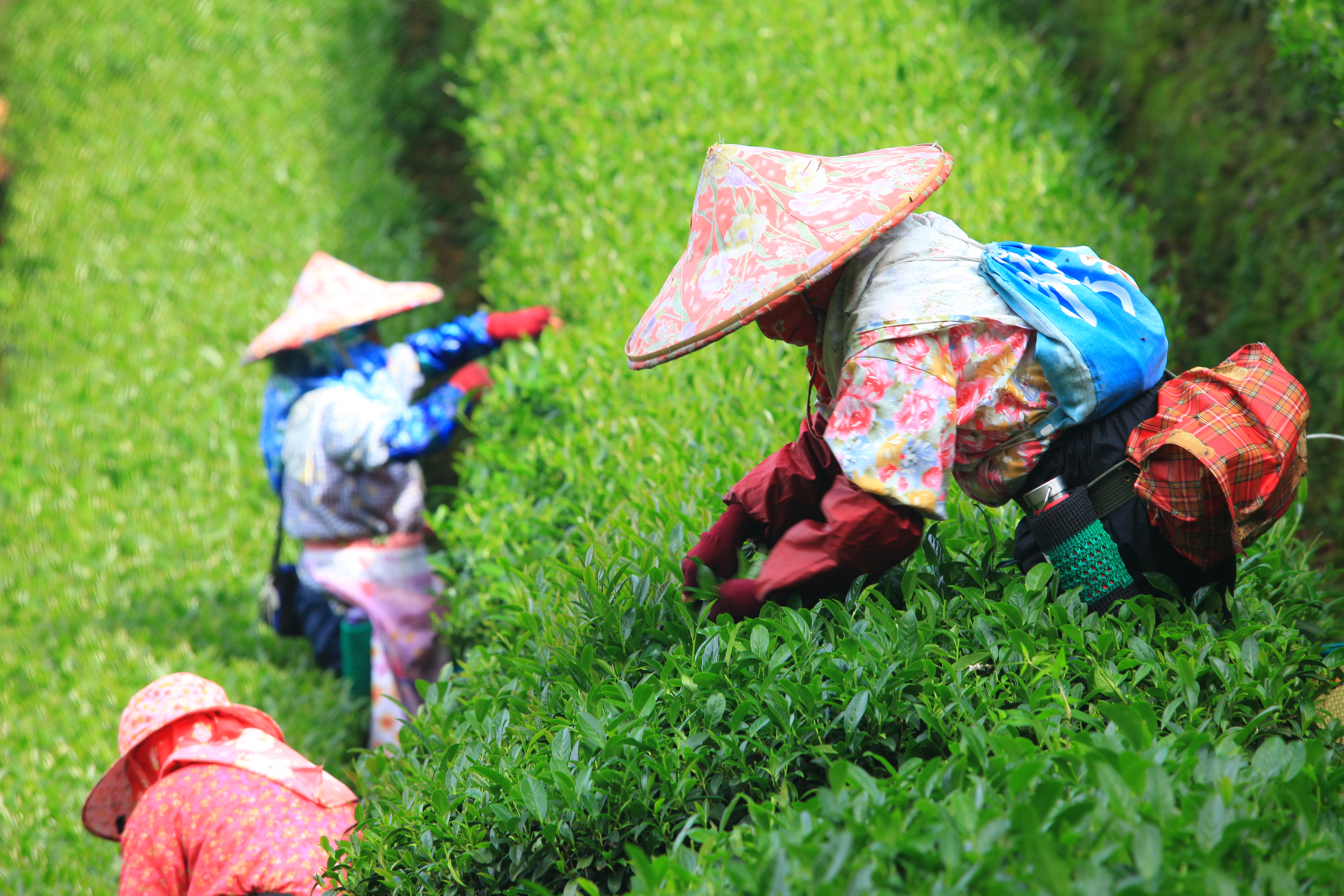 Tea picker's daily life