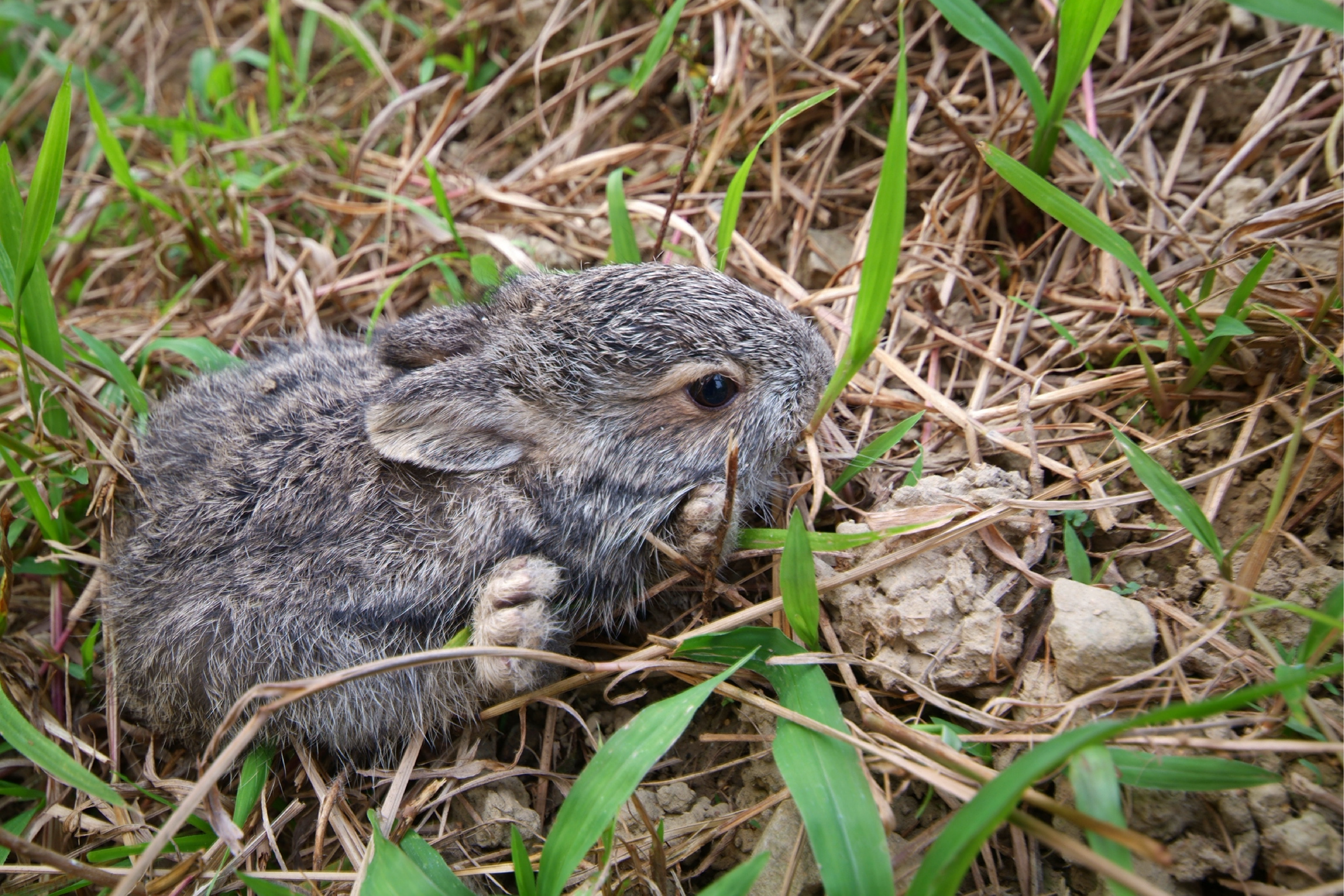 茶園裡的小驚喜