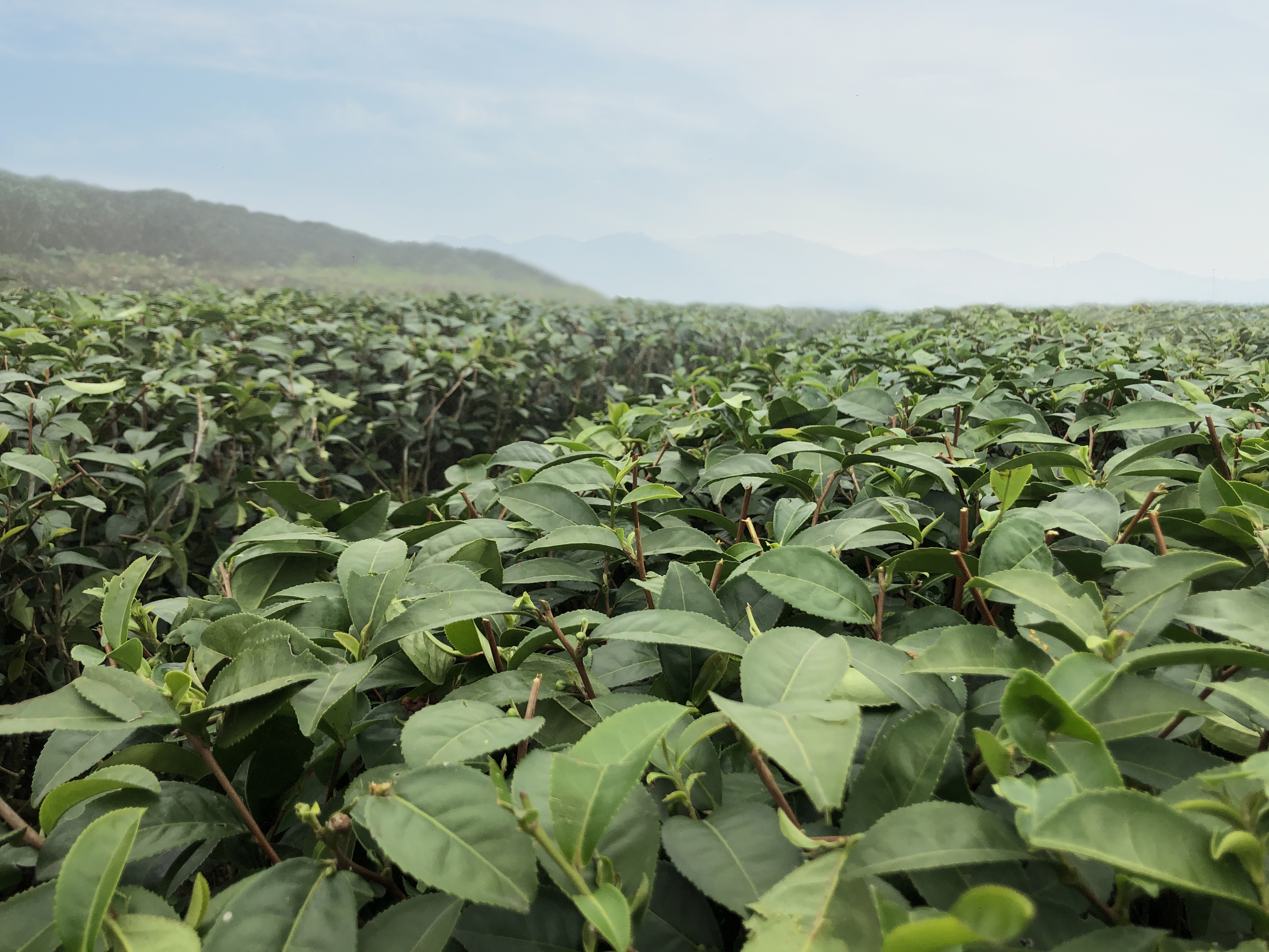 Lixia: A Summary for 2020 Spring Tea