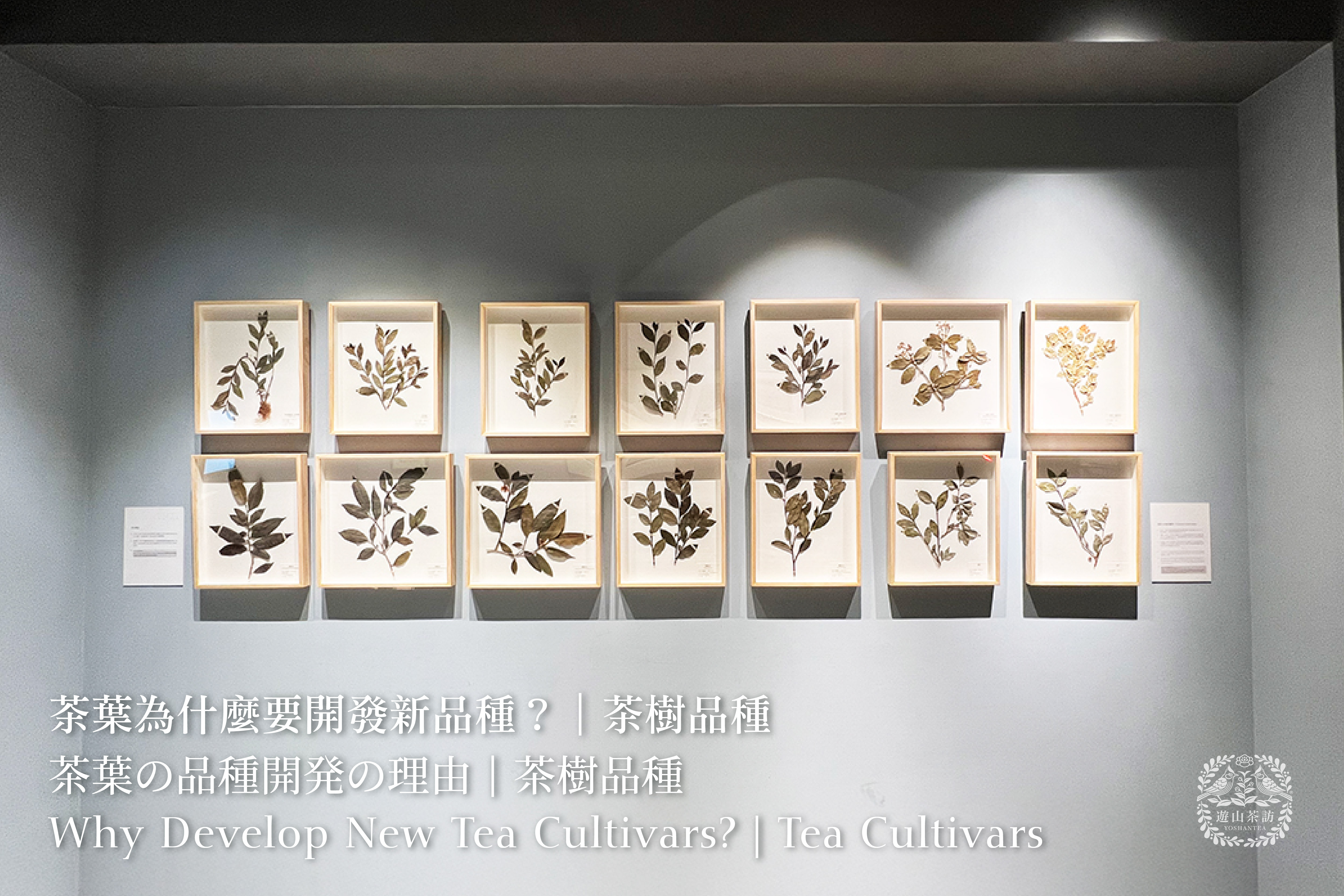 茶葉の品種開発の理由|茶樹品種