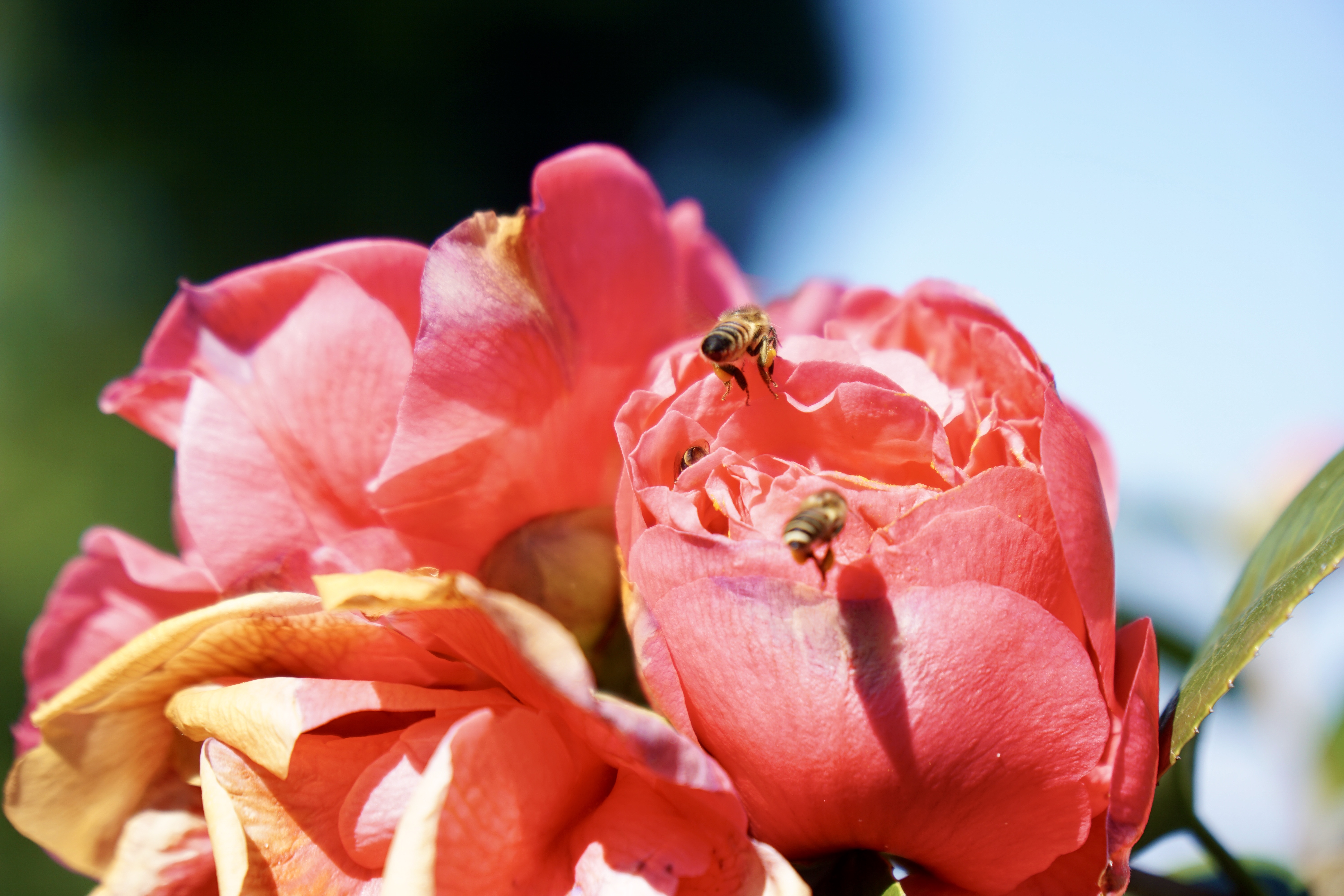 天暖花開，風和日麗
