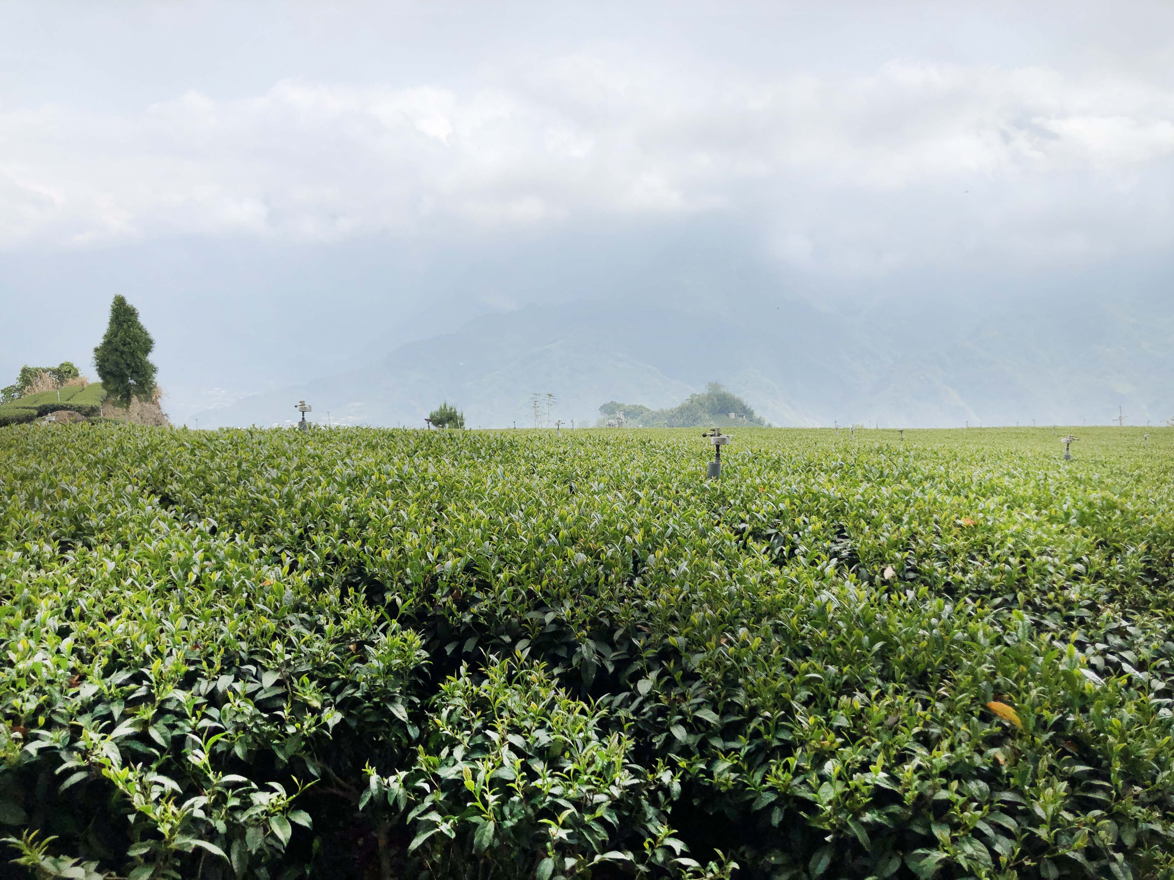 2020 Spring Tea News