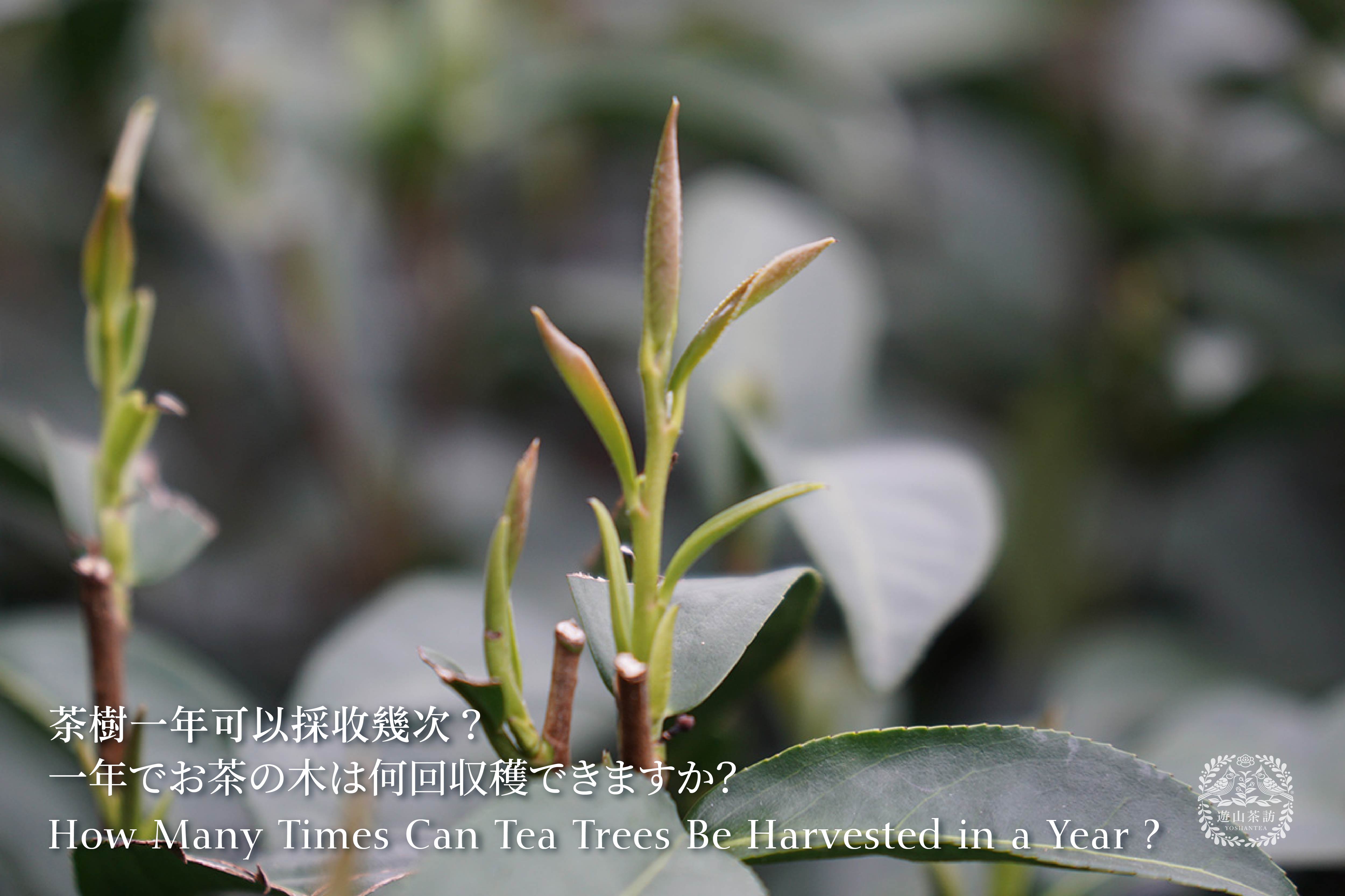 一年でお茶の木は何回収穫できますか？