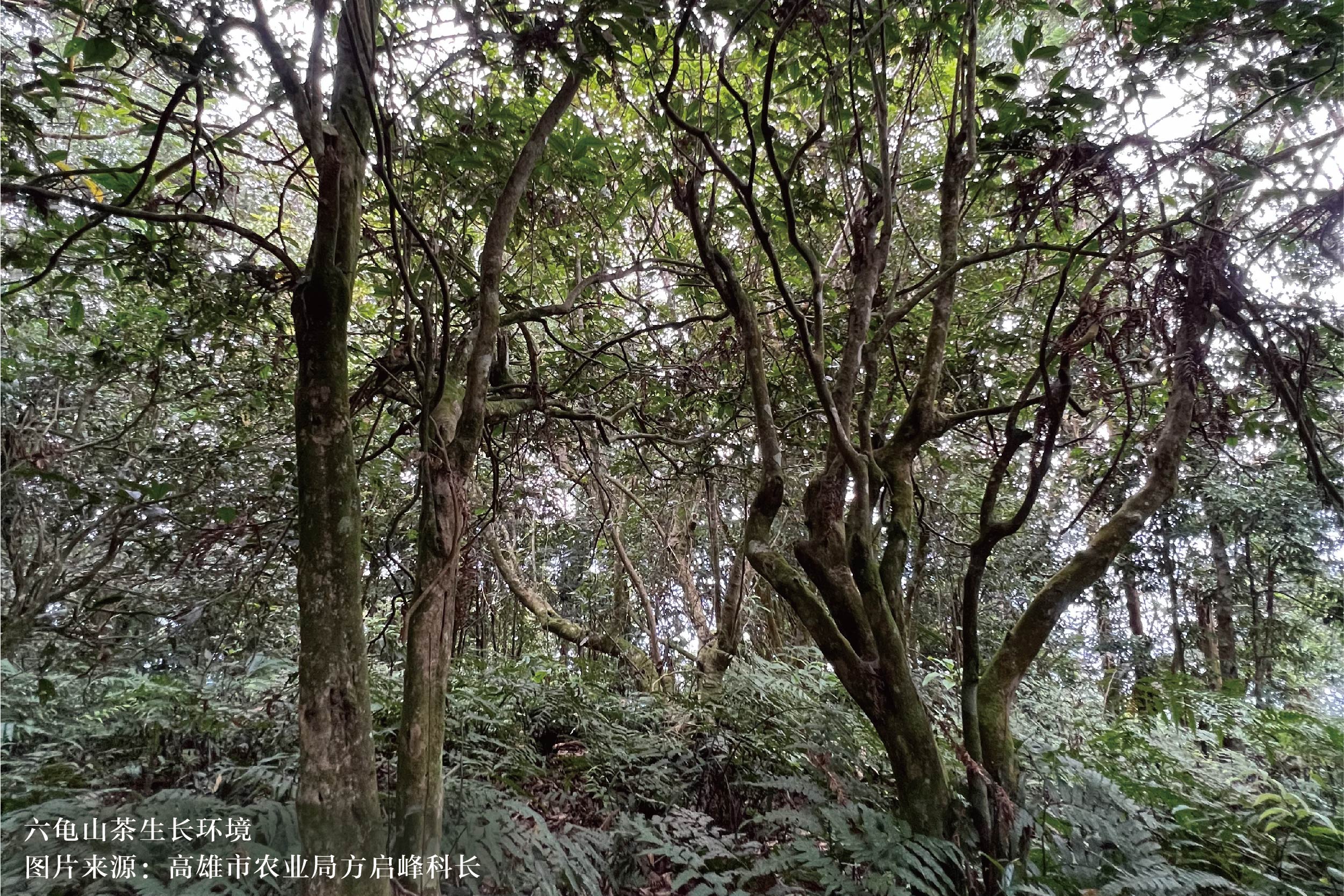 原始台湾林荫的风味｜高雄六龟山茶
