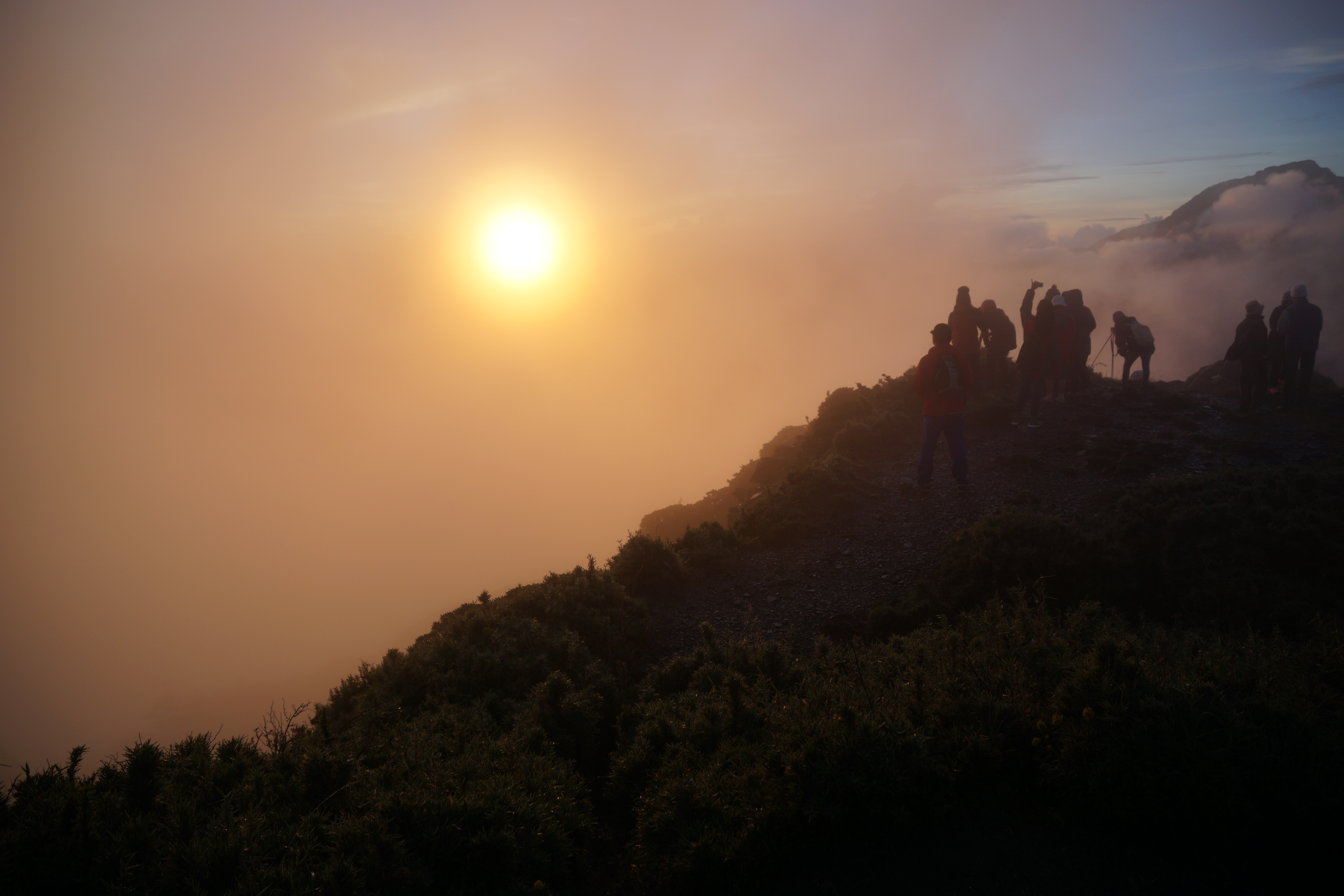 採茶時令-茶迷思