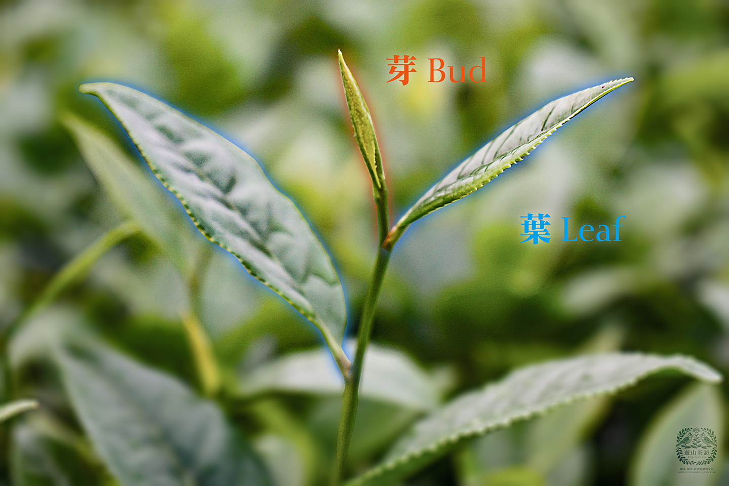 一心二葉的茶比較好喝嗎？｜一次搞懂茶葉葉片風味