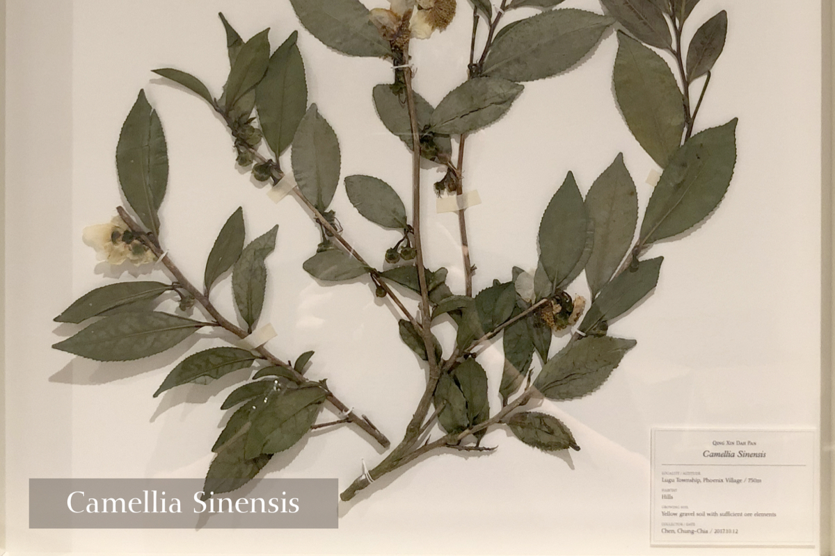 See the trees and know the woods.｜Taiwanese Tea Cultivars