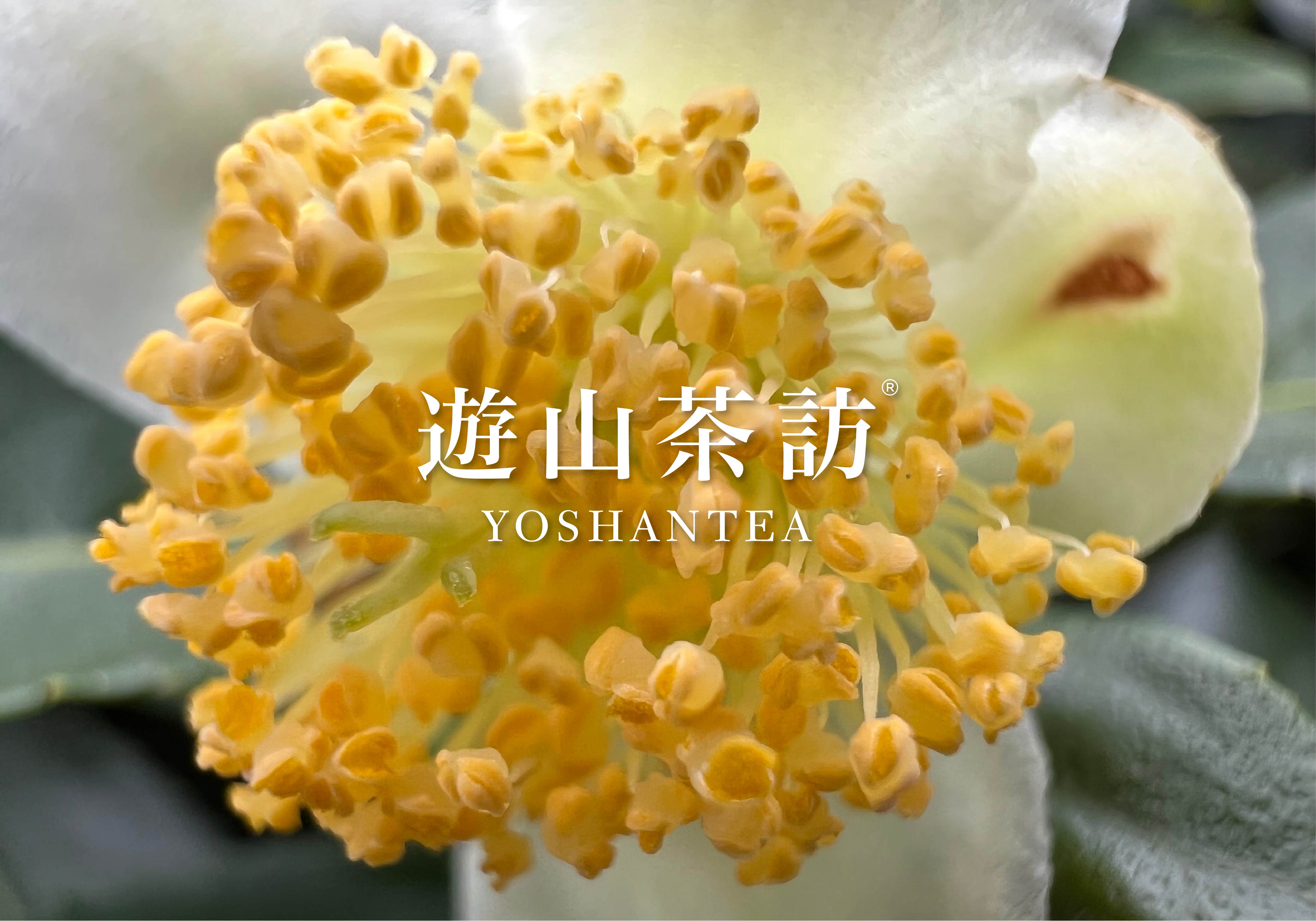 Is Tea an Allergen? If Not, What Should We Watch Out For?