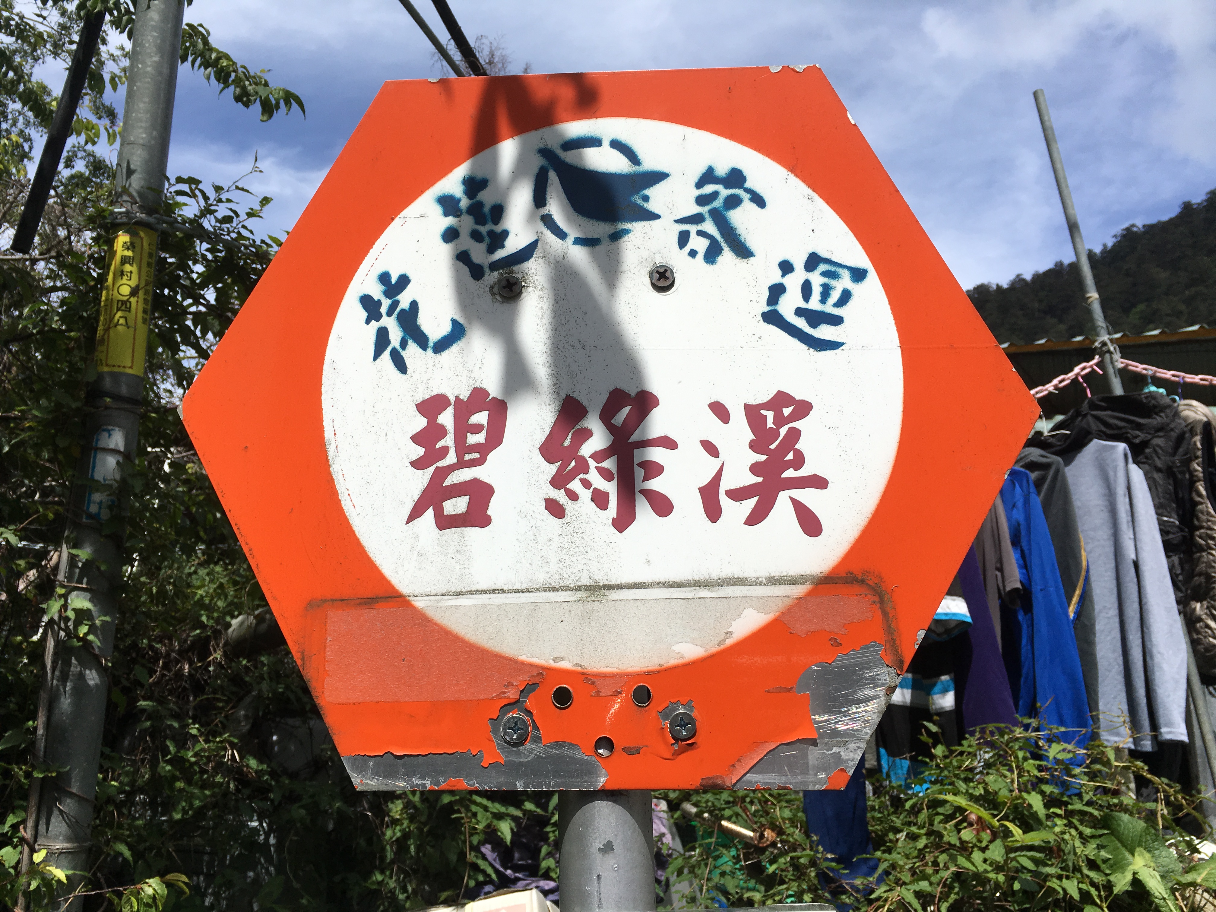 翠綠烏龍茶