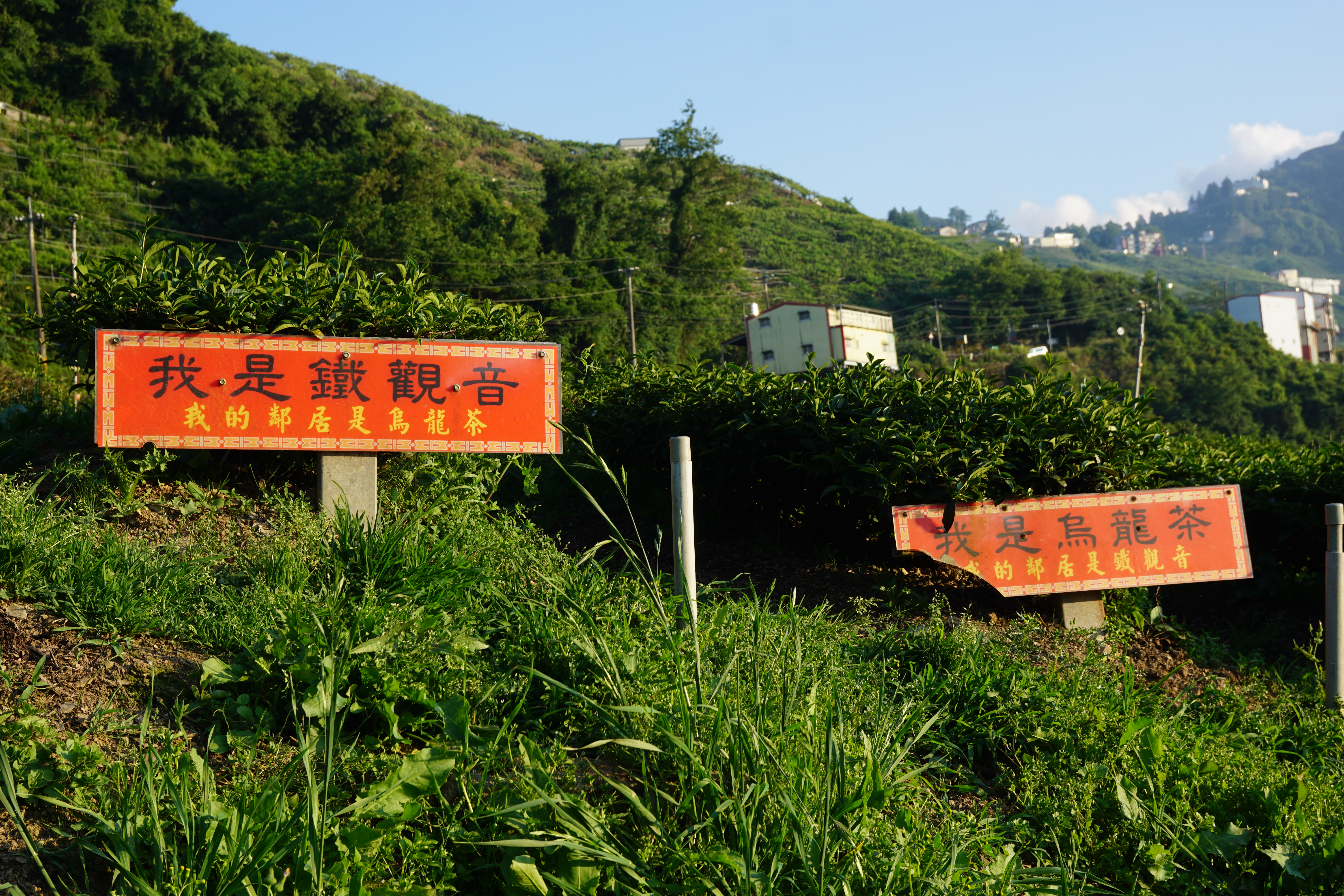 飲料鐵觀音是哪種鐵觀音？｜淺談鐵觀音茶口味與工藝