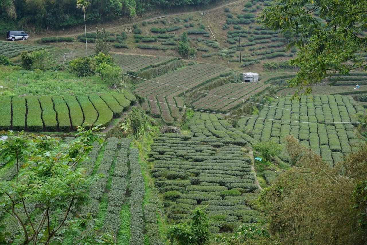 茶葉生長延緩，產量銳減