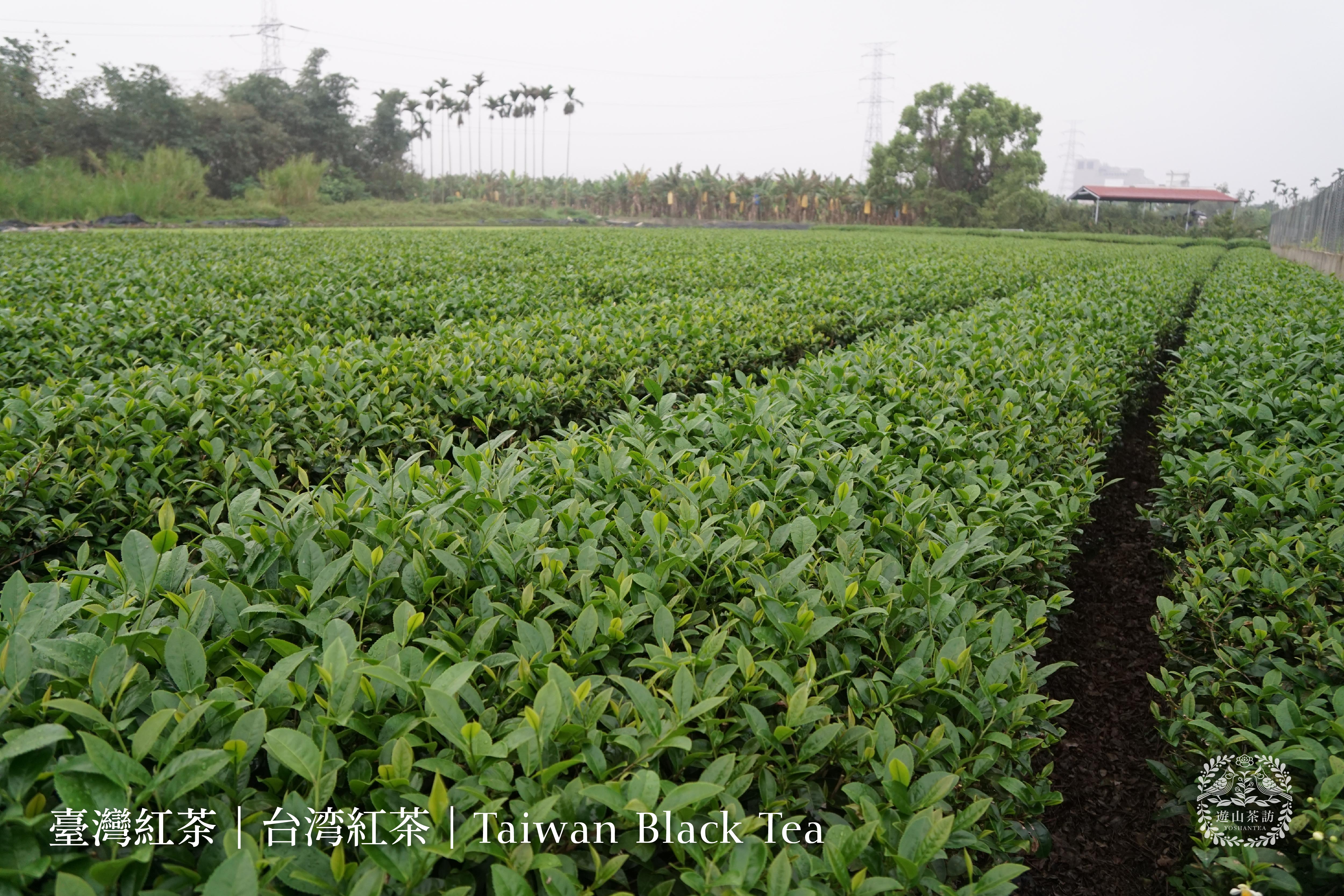 Taiwan Black Tea
