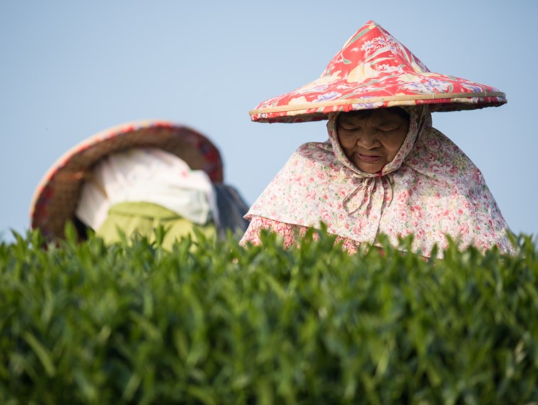 春茶｜采茶节气