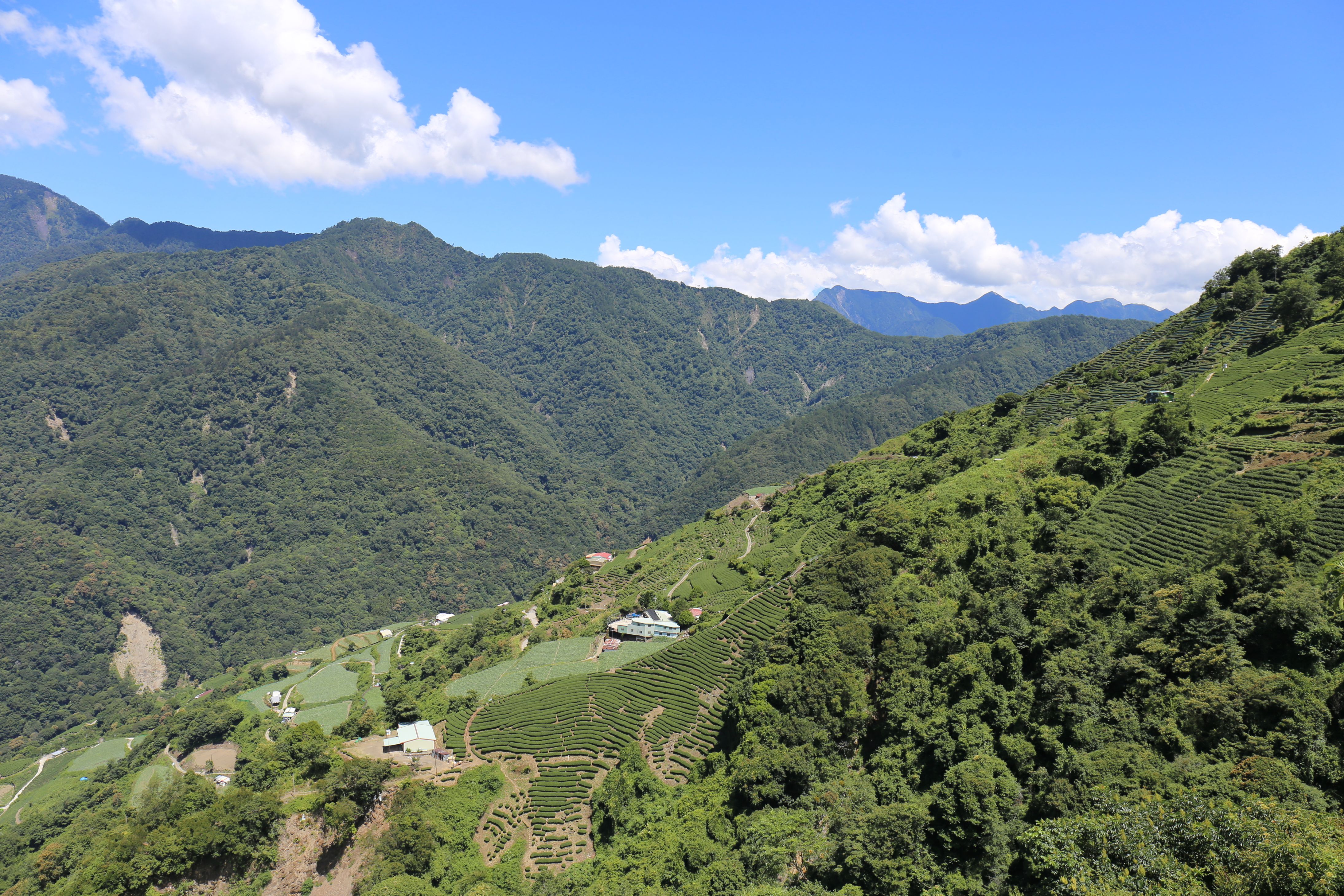 認識獨特香氣的梨山茶，這些梨山茶知識你都知道嗎？