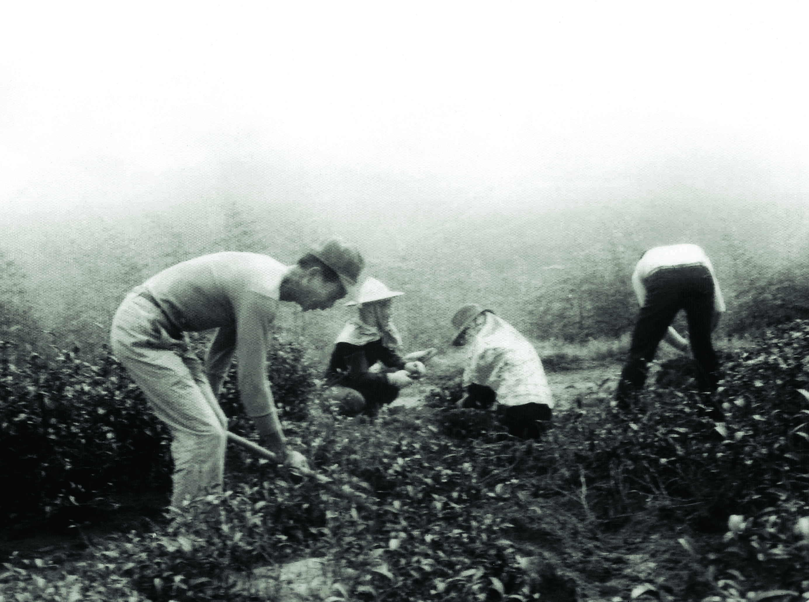 遊山茶訪品牌沿革｜Yoshantea’s Brand History｜遊山茶訪ブランドの歴史