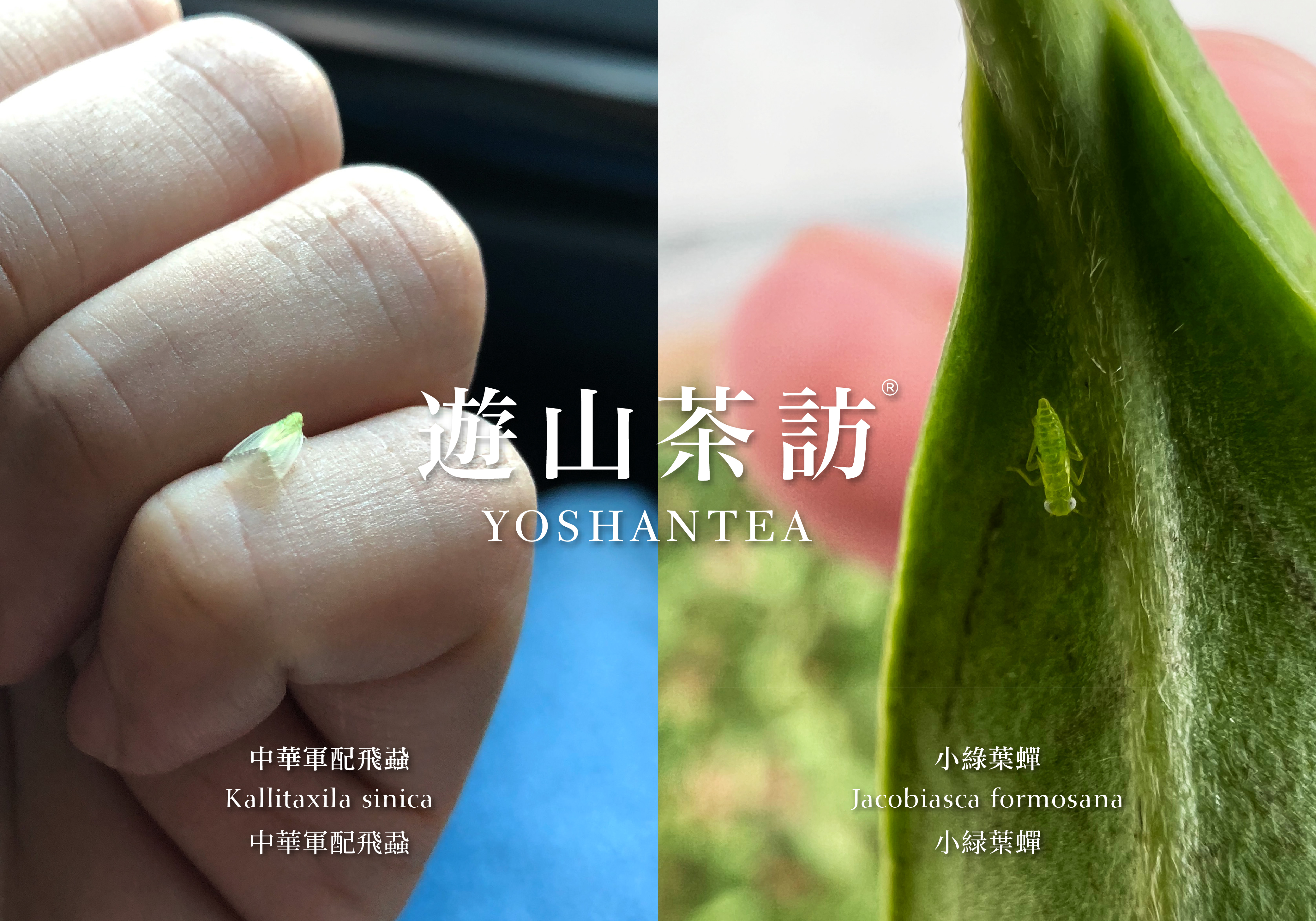 吃了巨人药的小绿叶蝉｜中华军配飞虱
