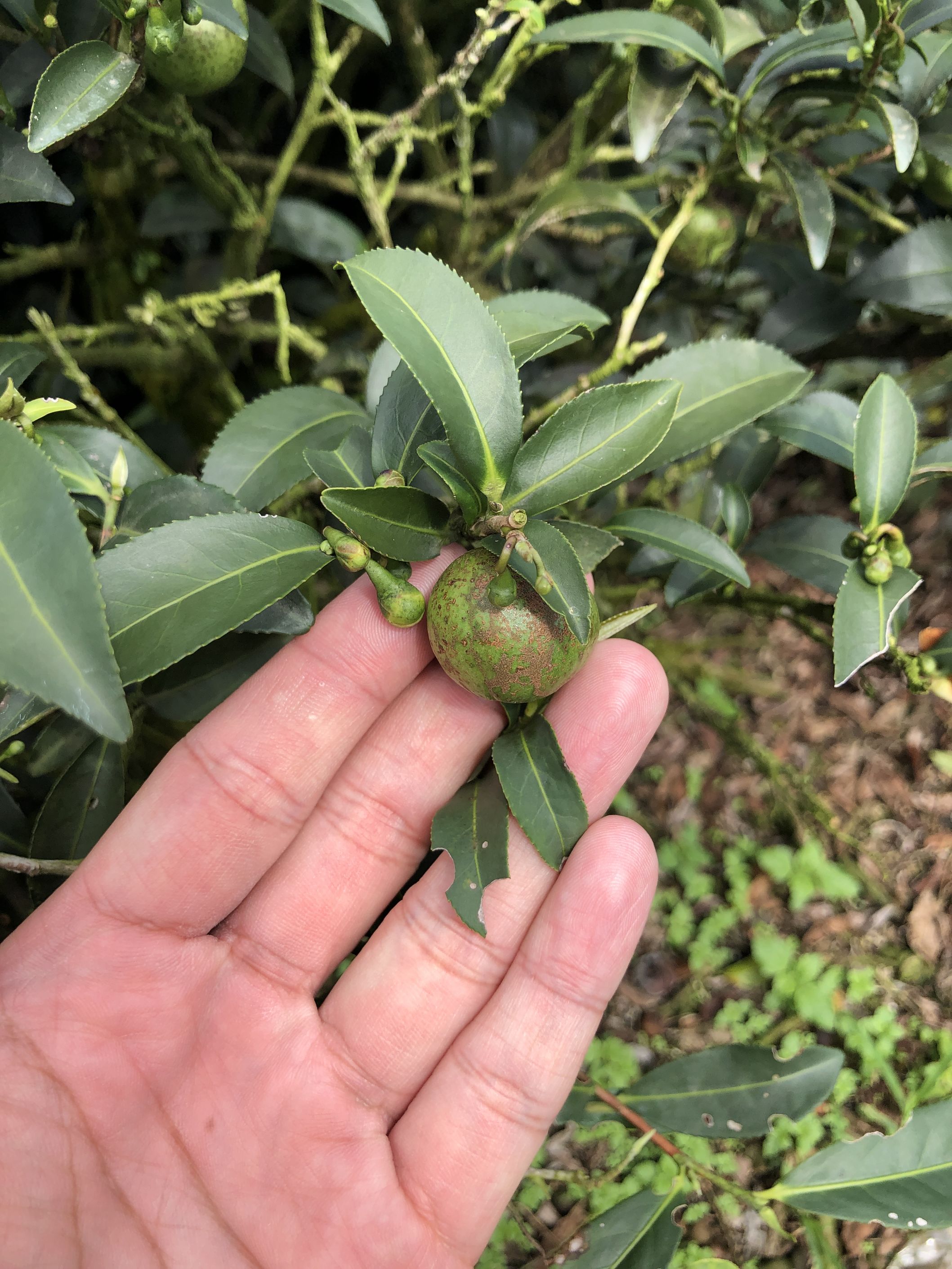 金萱茶是什麼？購買前必須了解金萱茶特色、味道和挑選重點！