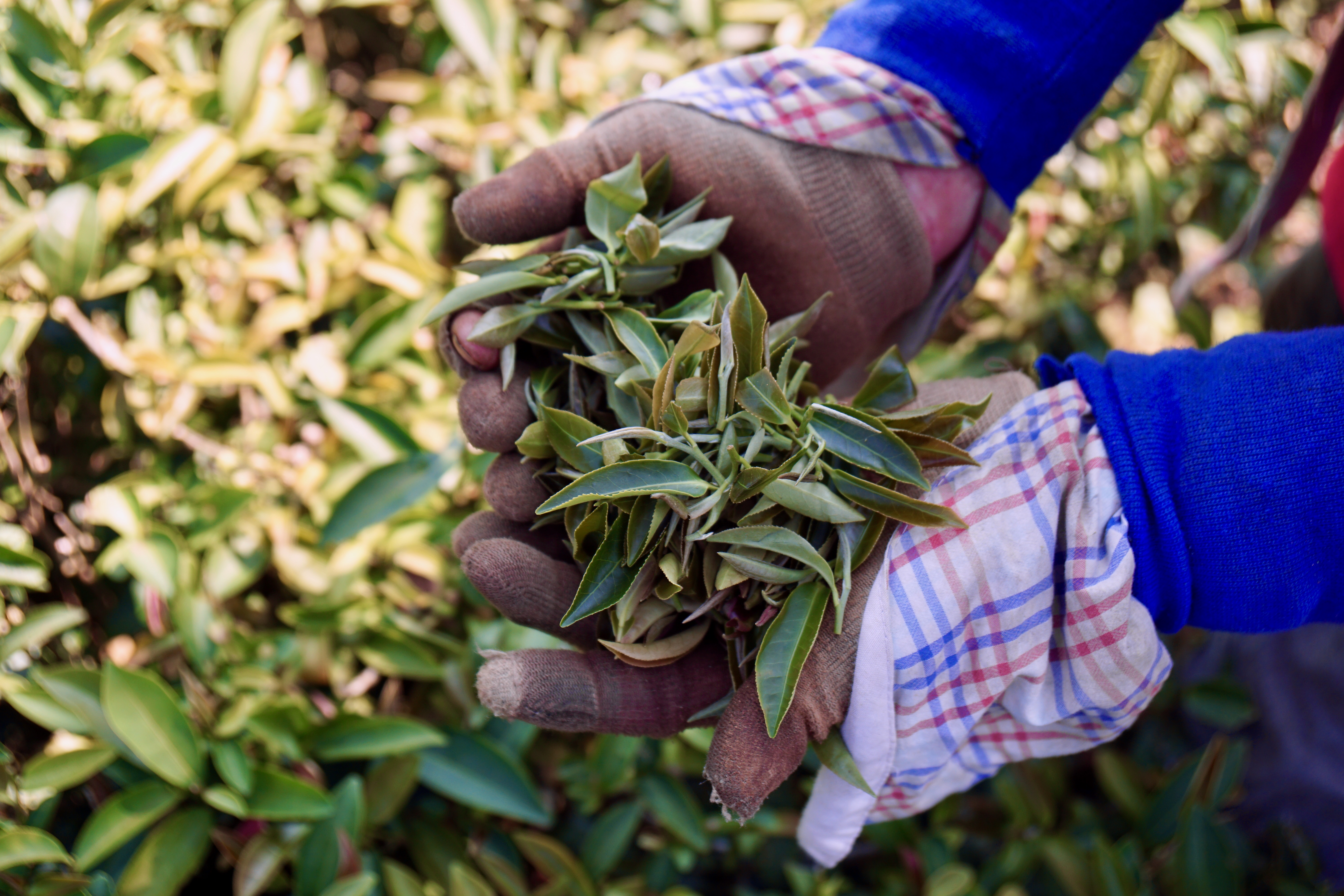 [Tea Terroir] Even the Queen of Great Britain was Fascinated. ｜Oriental Beauty